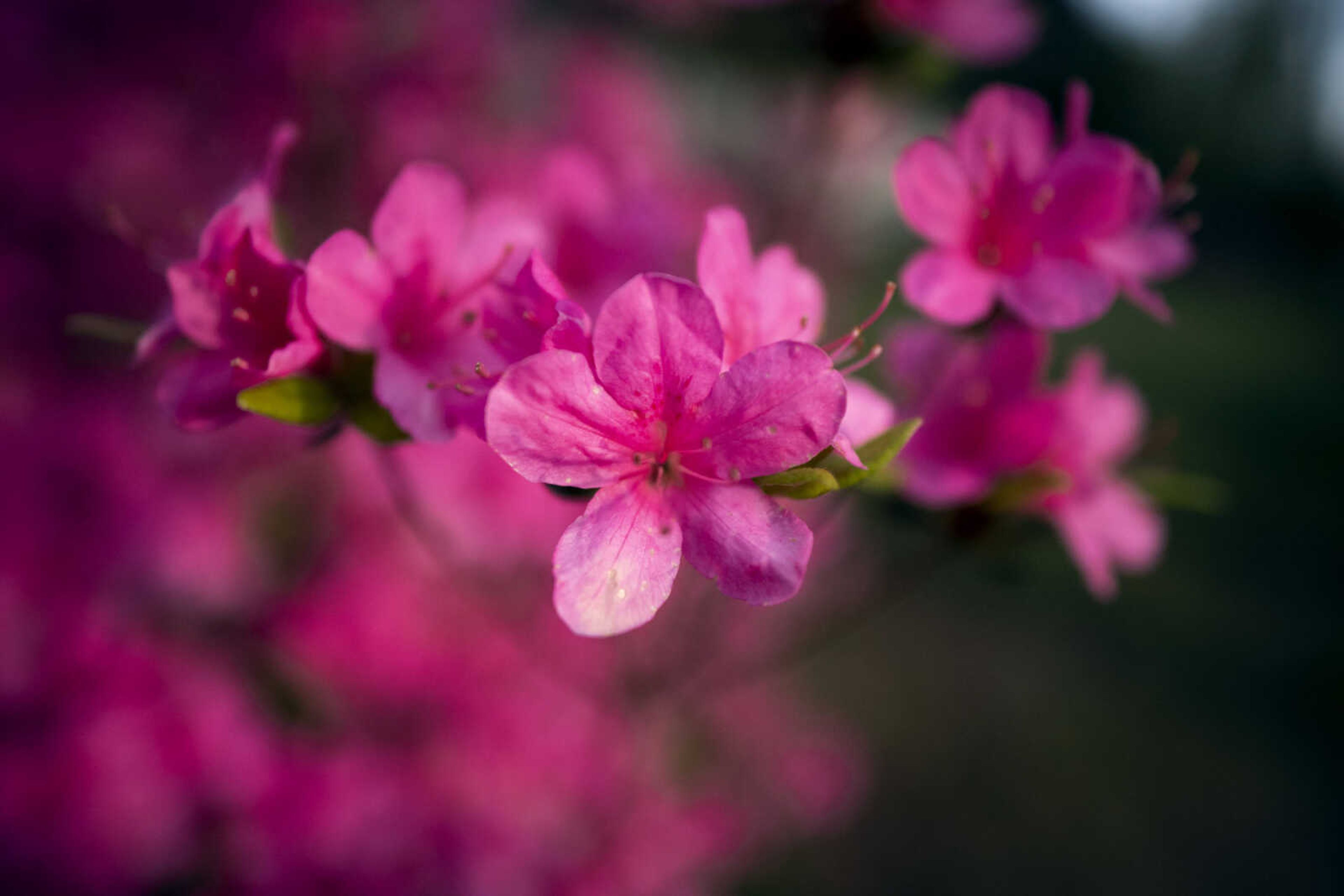 Flowers are seen Wednesday, April 22, 2020, at Pinecrest Azalea Gardens in Cape Girardeau County.