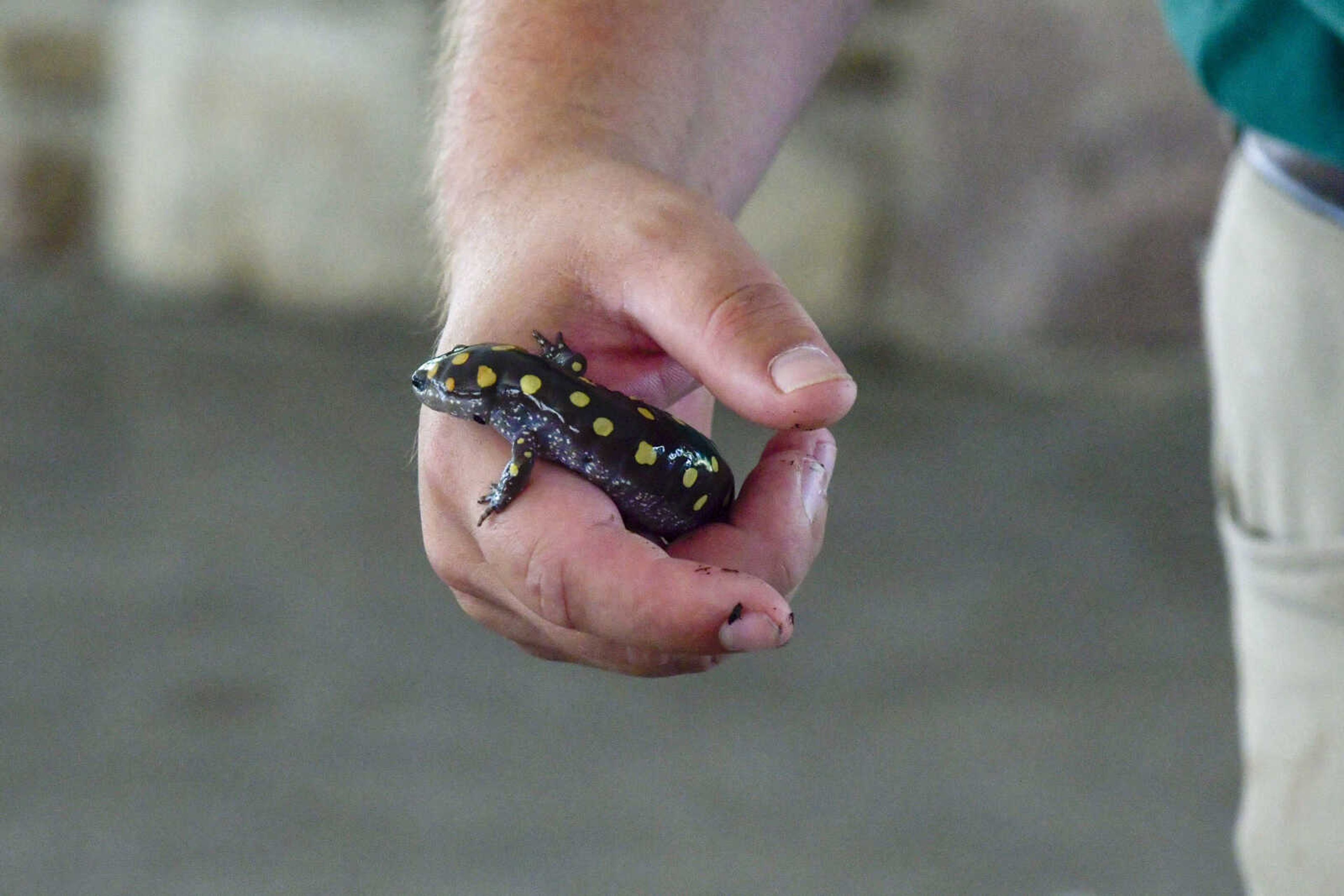 Naturalist for the Missouri Department of Conservation Alex Holmes holds a spotted salamander while he speaks about it during the EPIC Fun event at Arena Park in Cape Girardeau on Friday, July 23, 2021.