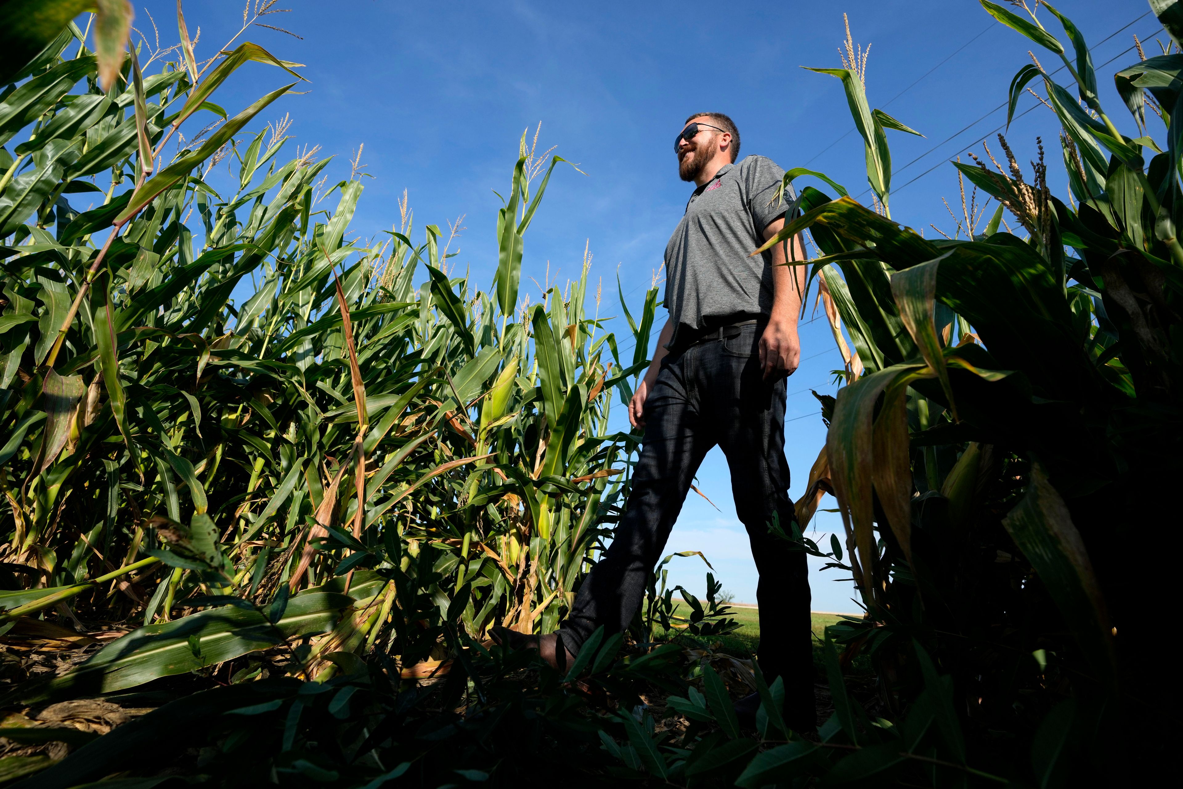 Cameron Sorgenfrey walks among short corn stalks in one of his fields, Monday, Sept. 16, 2024, in Wyoming, Iowa. (AP Photo/Charlie Neibergall)