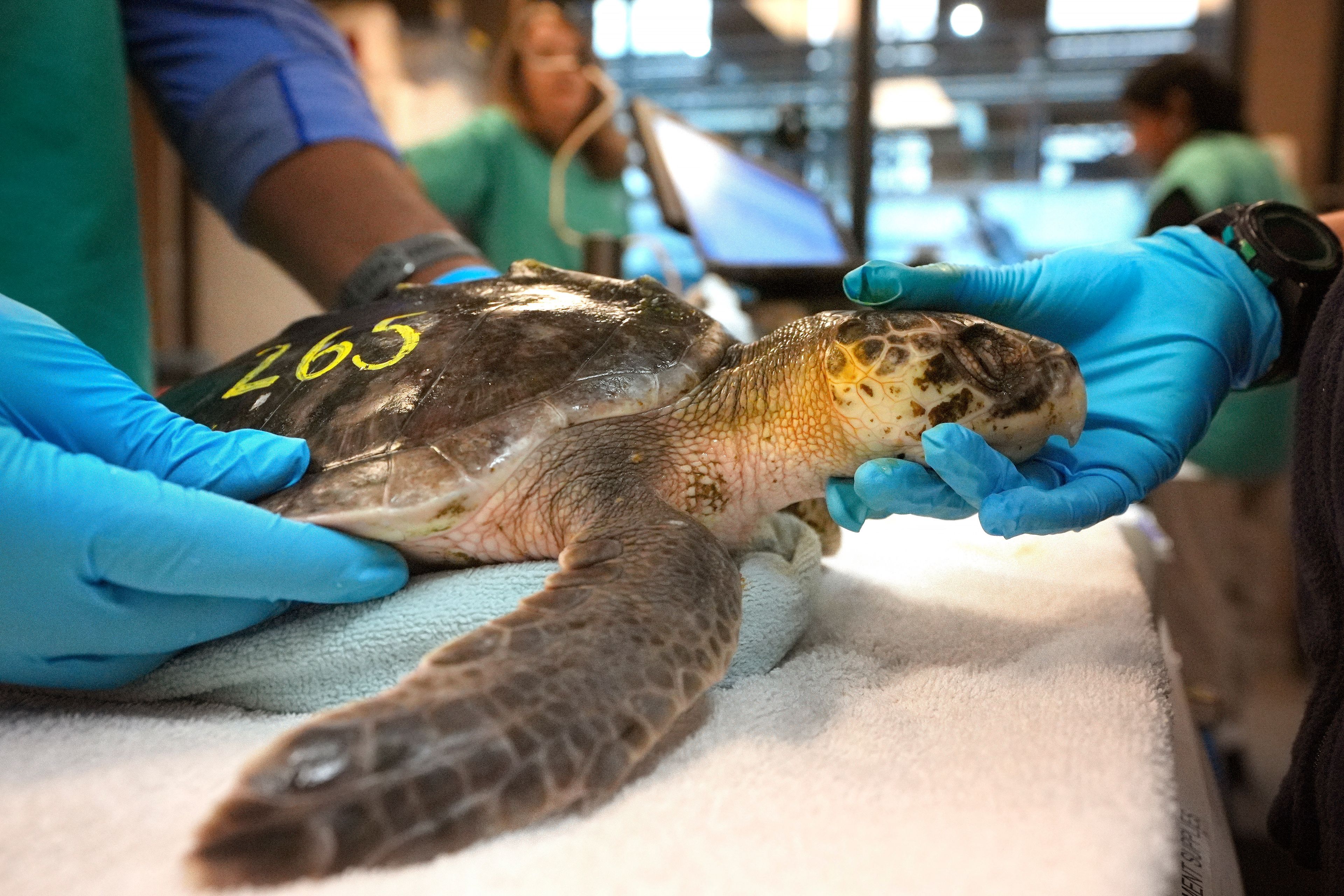 Intern Leighton Graham, left, and biologist Sammi Chaves, right, examine a Kemp's ridley sea turtle at a New England Aquarium marine animal rehabilitation facility in Quincy, Mass., Tuesday, Dec. 3, 2024. (AP Photo/Steven Senne)