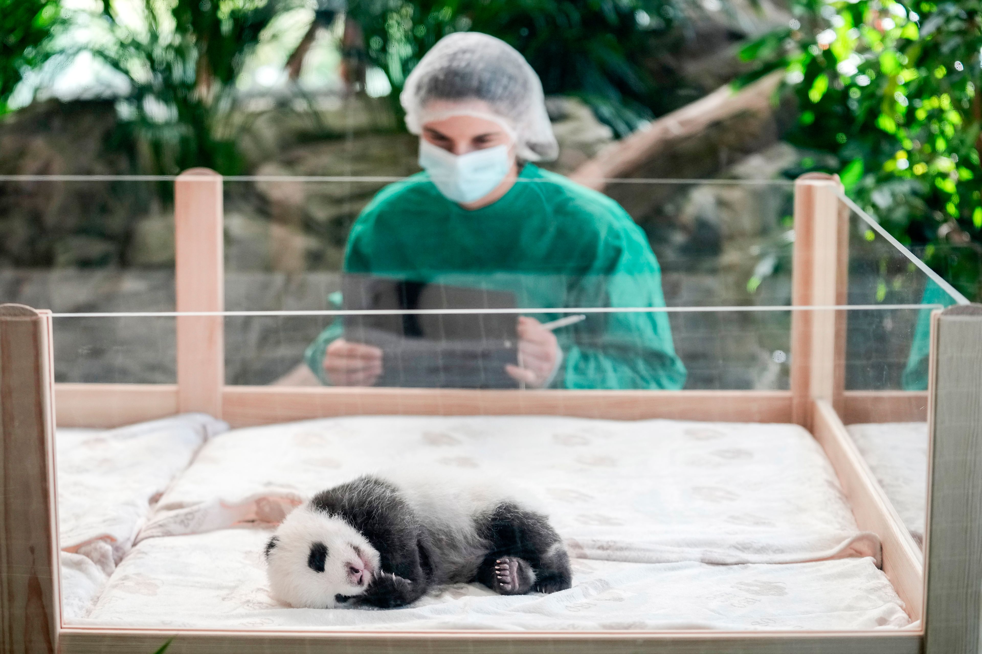 One of the newly born twin panda bear cubs is presented to the media at the Zoo in Berlin, Germany, Tuesday, Oct. 15, 2024. (AP Photo/Ebrahim Noroozi)