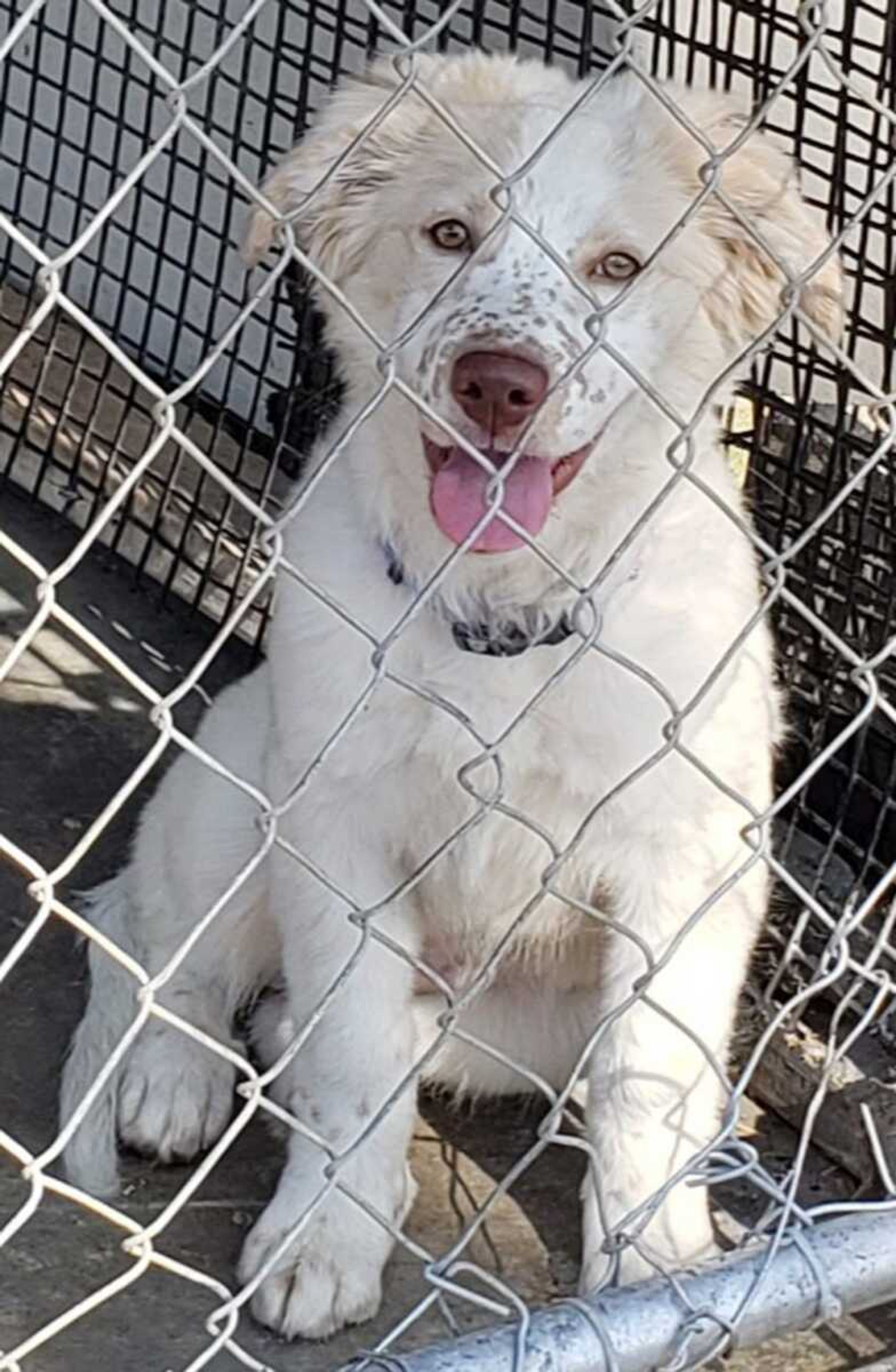 This beautiful girl is Ivory. She is an Aussie mix and is 4 months old. Ivory needs a good forever home. If you are ready for a rewarding experience, come see us at Safe Harbor. Call (573) 243-9823.