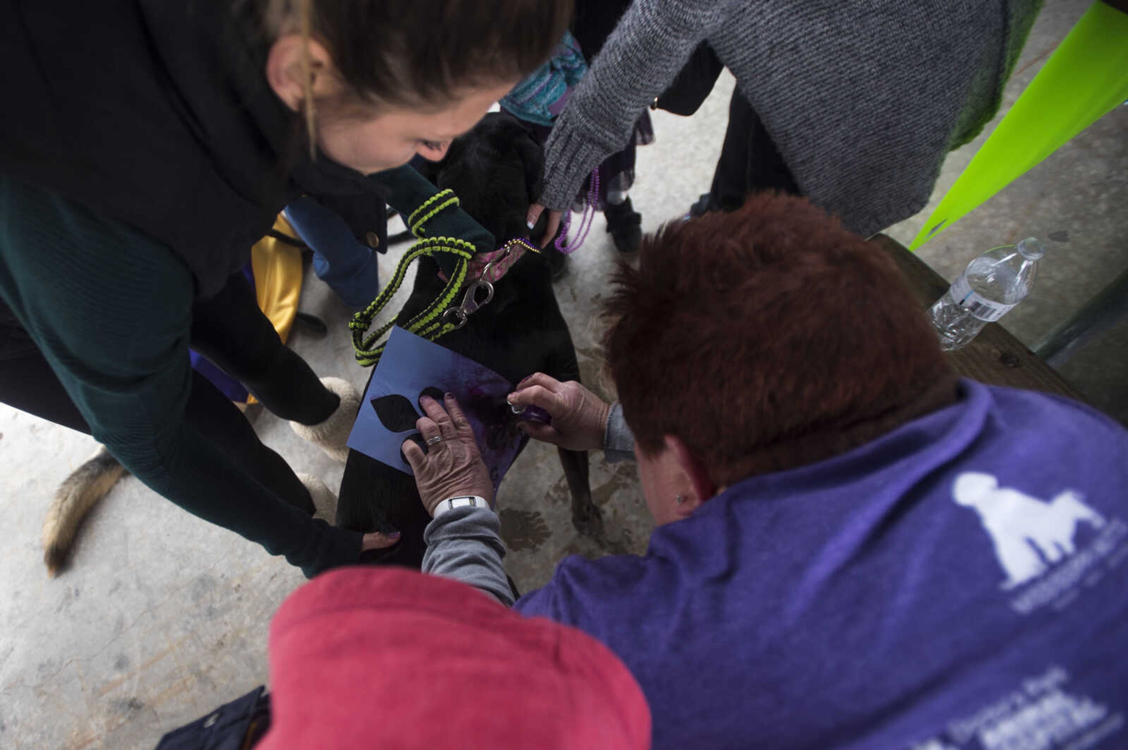 A volunteer uses a stencil to spray a flier de lys onto Tiffany Pelton's black lab, Jude, before the 2nd annual Mardi Paws Parade of Pets begins Sunday, March 18, 2018, in Cape Girardeau.