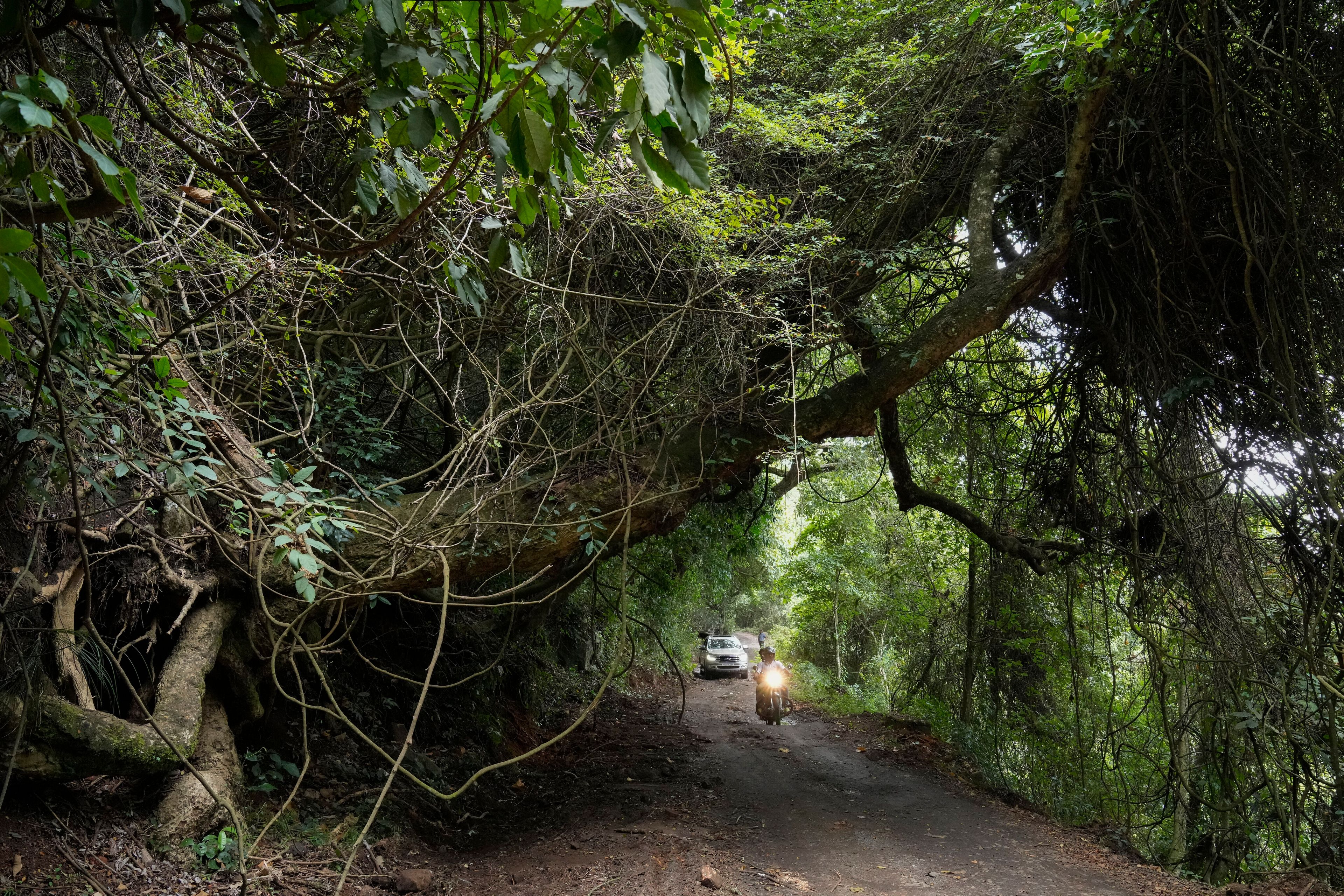 Motorists ride through the Shola-grassland forests or cloud forests in Nilgiris district, India, Wednesday, Sept. 25, 2024. (AP Photo/Aijaz Rahi)