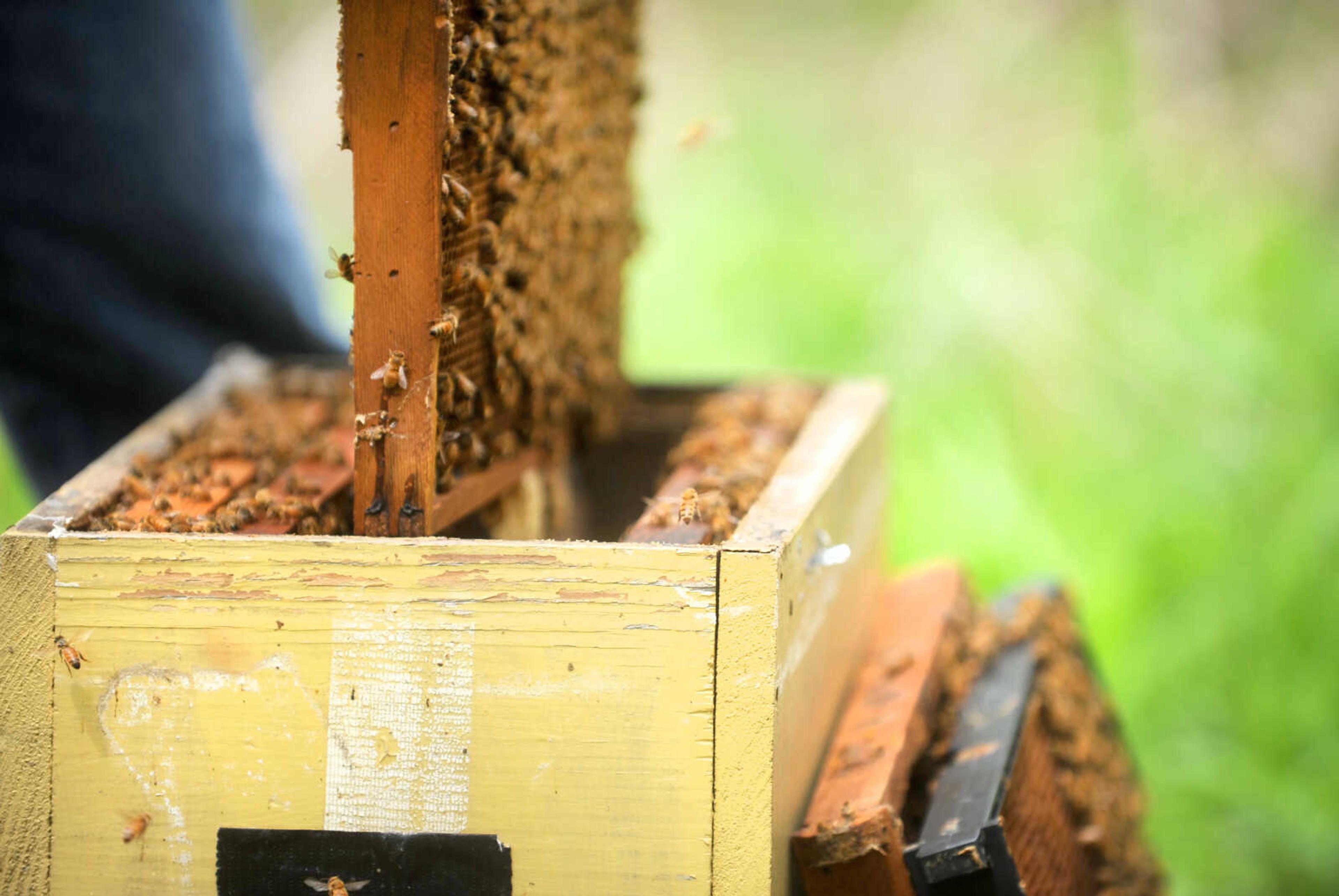 LAURA SIMON ~ lsimon@semissourian.com

Honey bees got to work in one of Grant Gilliard's Cape Girardeau County hives.