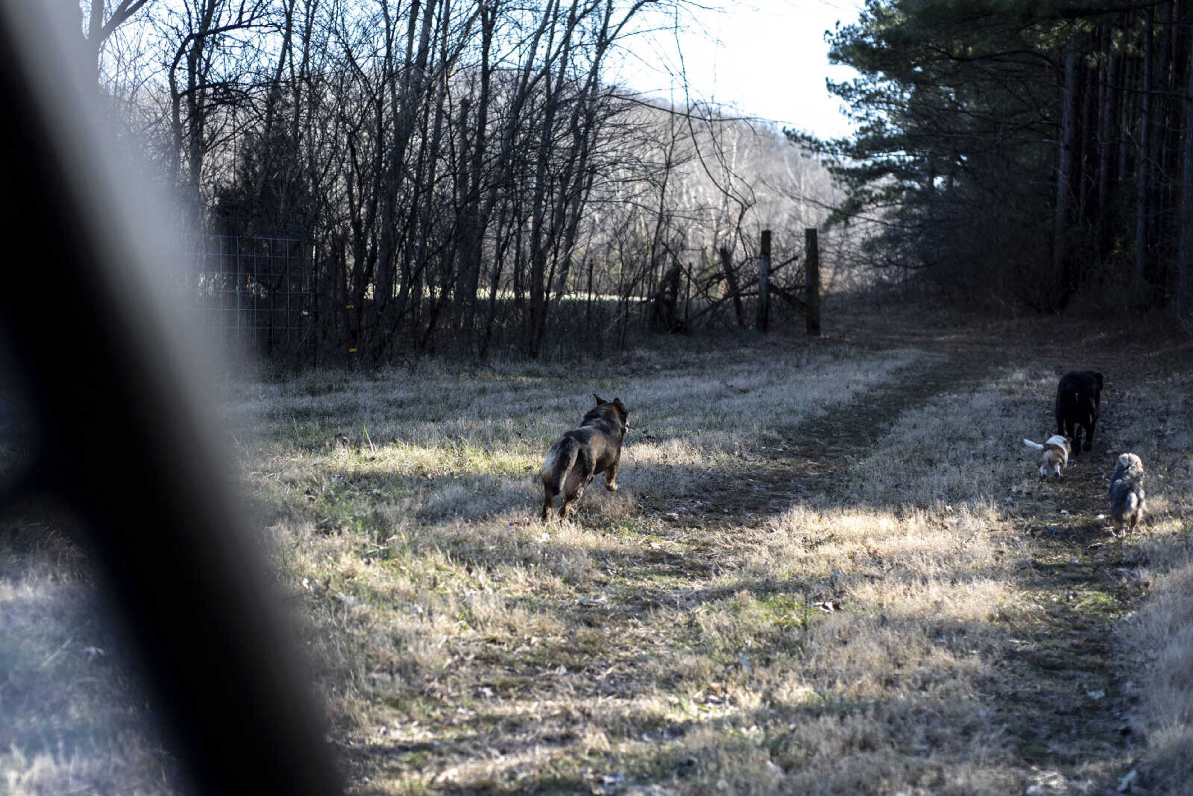 Dogs run ahead of the John Deere side-by-side vehicle on the property of the Bollinger County Stray Project Wednesday, Jan. 9, 2019, in Zalma.