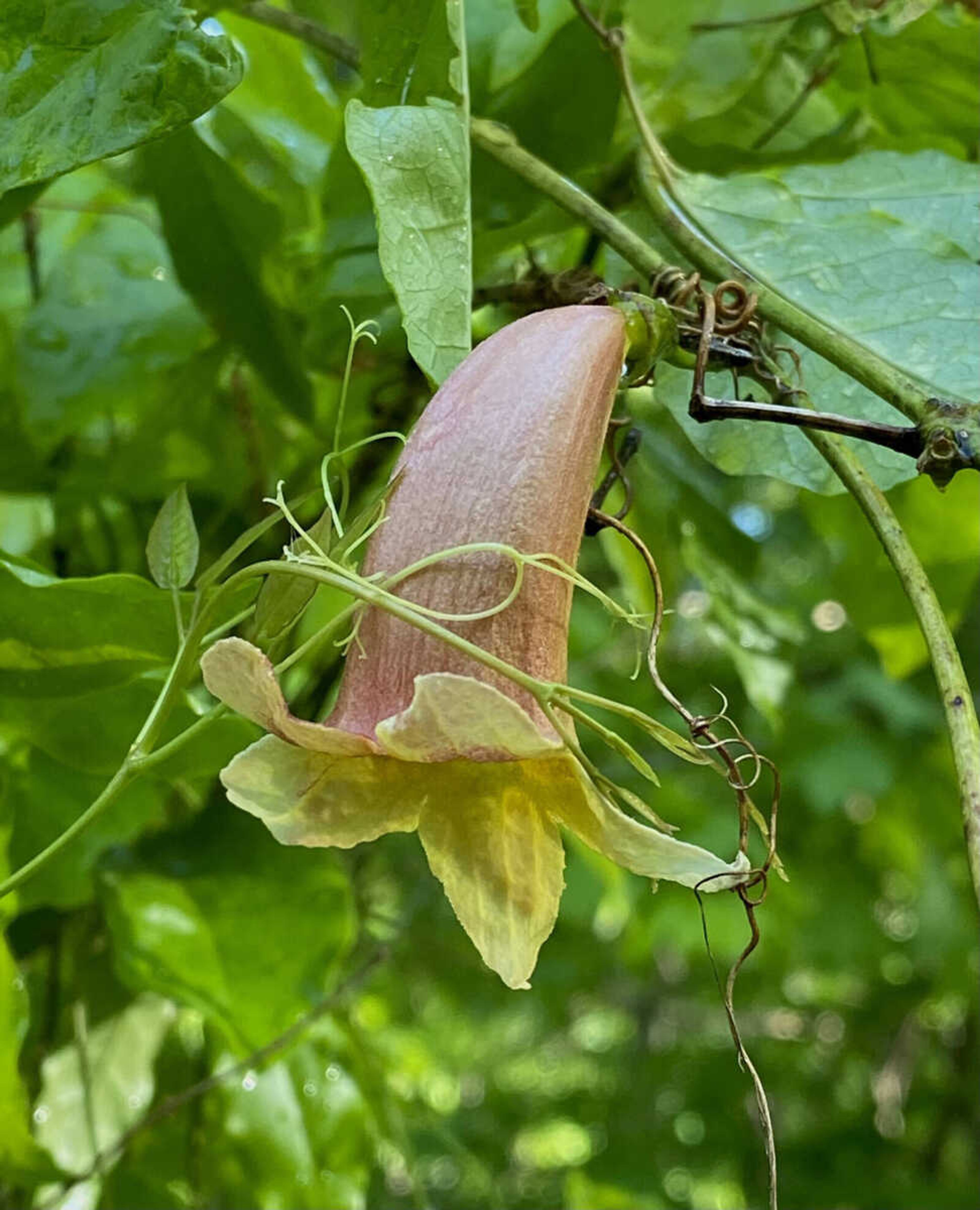 Is this a trumpet vine?