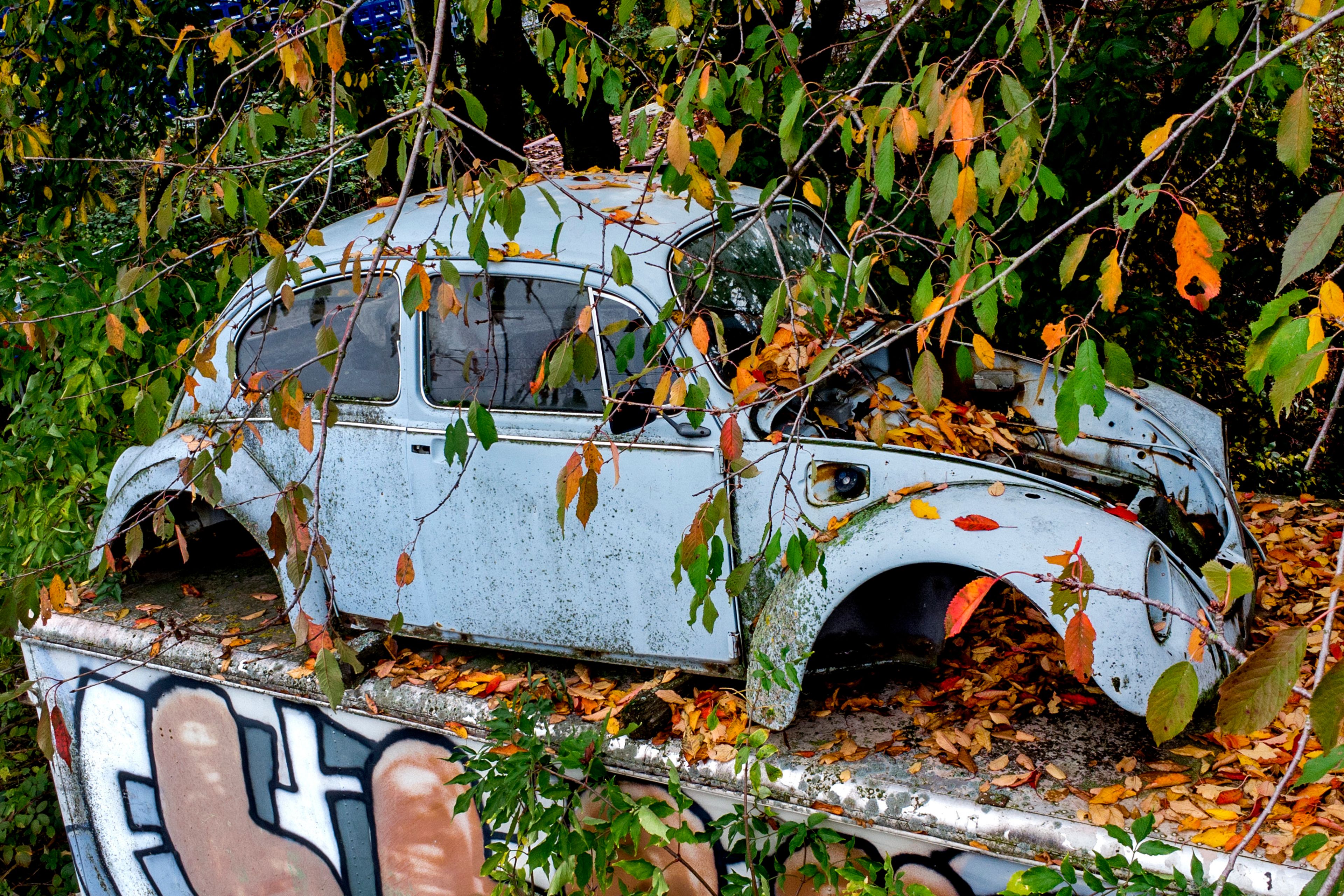 A wrecked old Volkswagen Beatle is pictured under tree in Bad Vilbel near Frankfurt, Germany, Wednesday, Oct. 30, 2024. (AP Photo/Michael Probst)