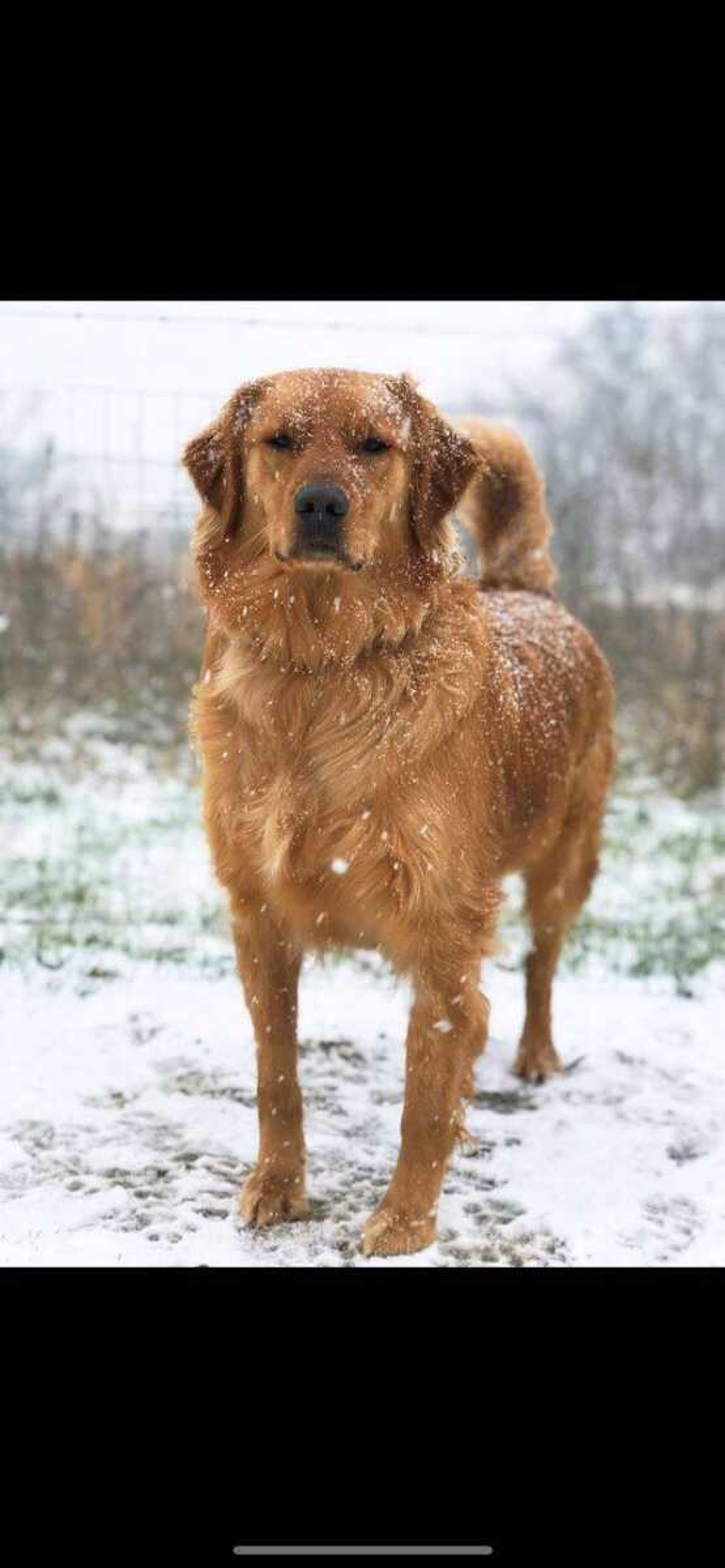 Life with Cooper is snow much fun! - Cooper is a 4 year old golden retriever who loves the snow!