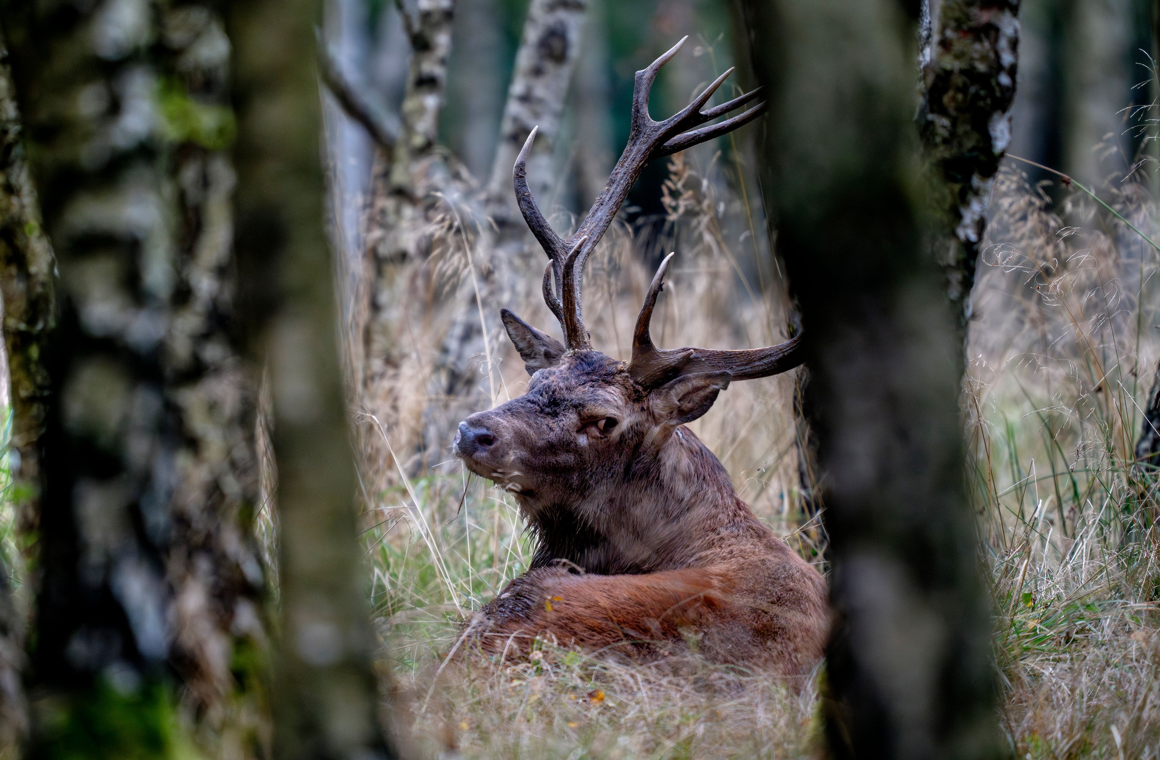 A fourteen-pointer rests in the forest as rutting time begins in the Taunus region in Frankfurt, Germany, Tuesday, Sept. 17, 2024. (AP Photo/Michael Probst)