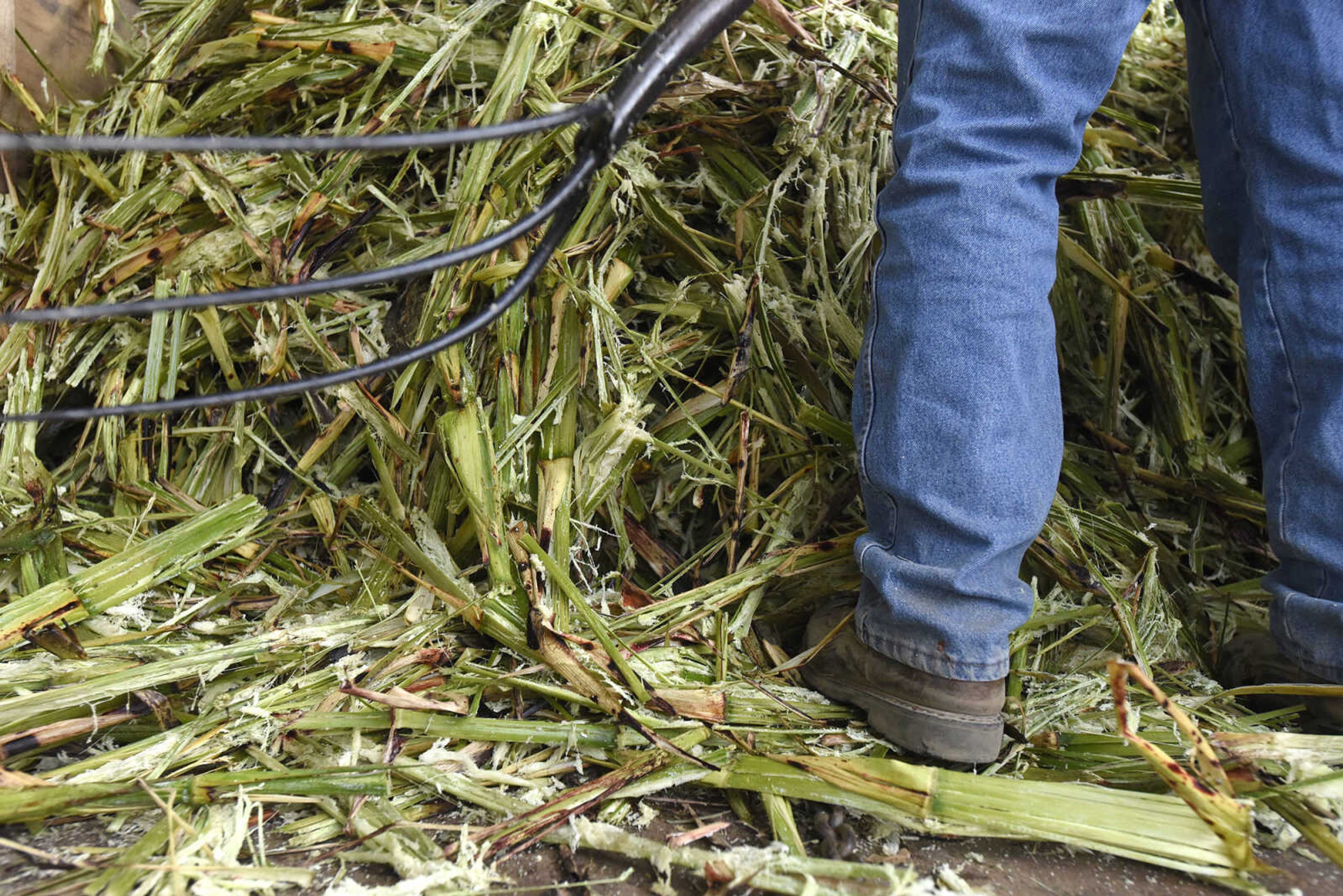 LAURA SIMON ~ lsimon@semissourian.com

Daryl Ross evens out the pile of pressed sorghum cain at Ralph Enderle's New Hamburg, Missouri home on Monday, Oct. 10, 2016.