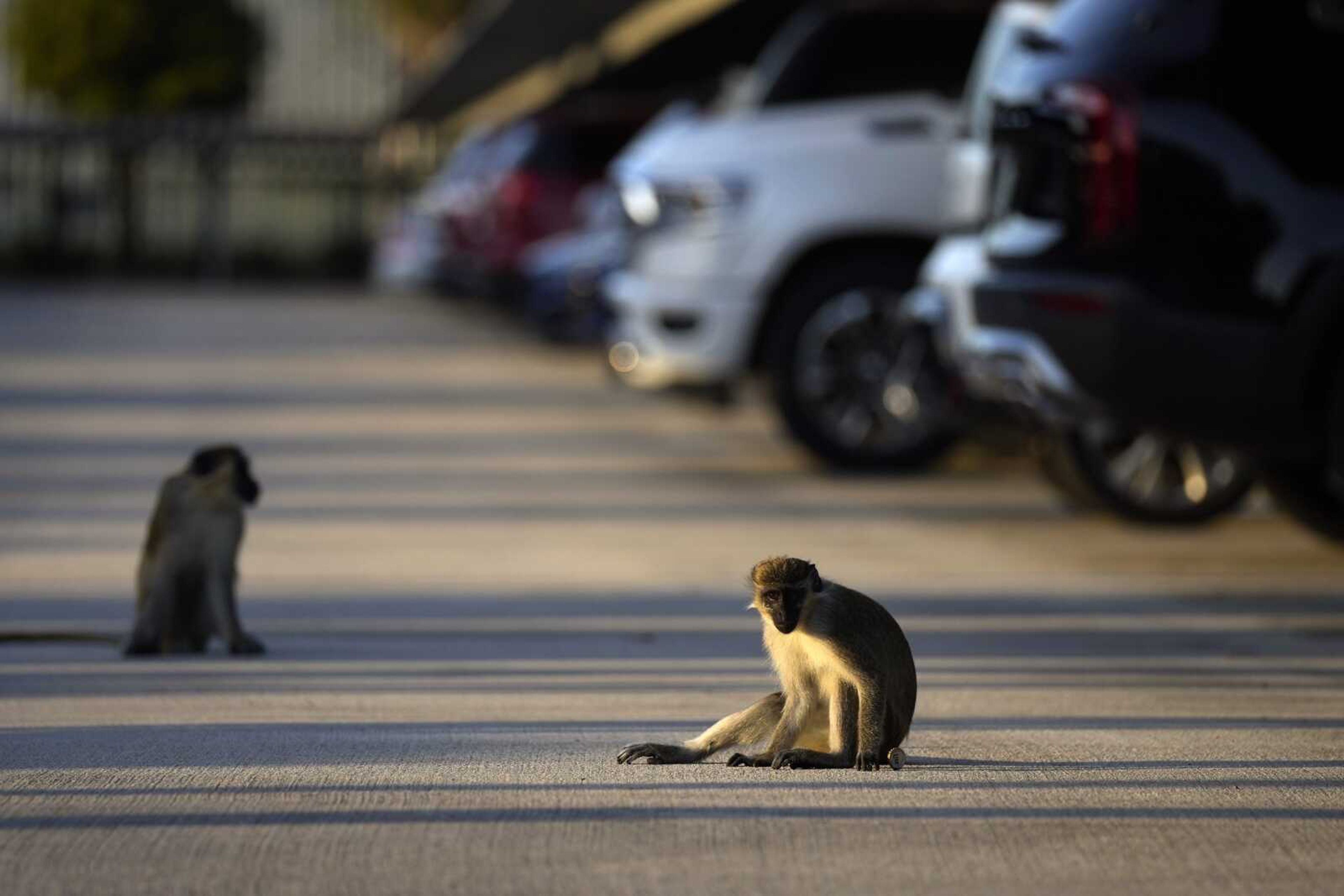 A juvenile male plays with a bottle cap in the Park 'N Fly airport lot March 1 in Dania Beach, Florida.