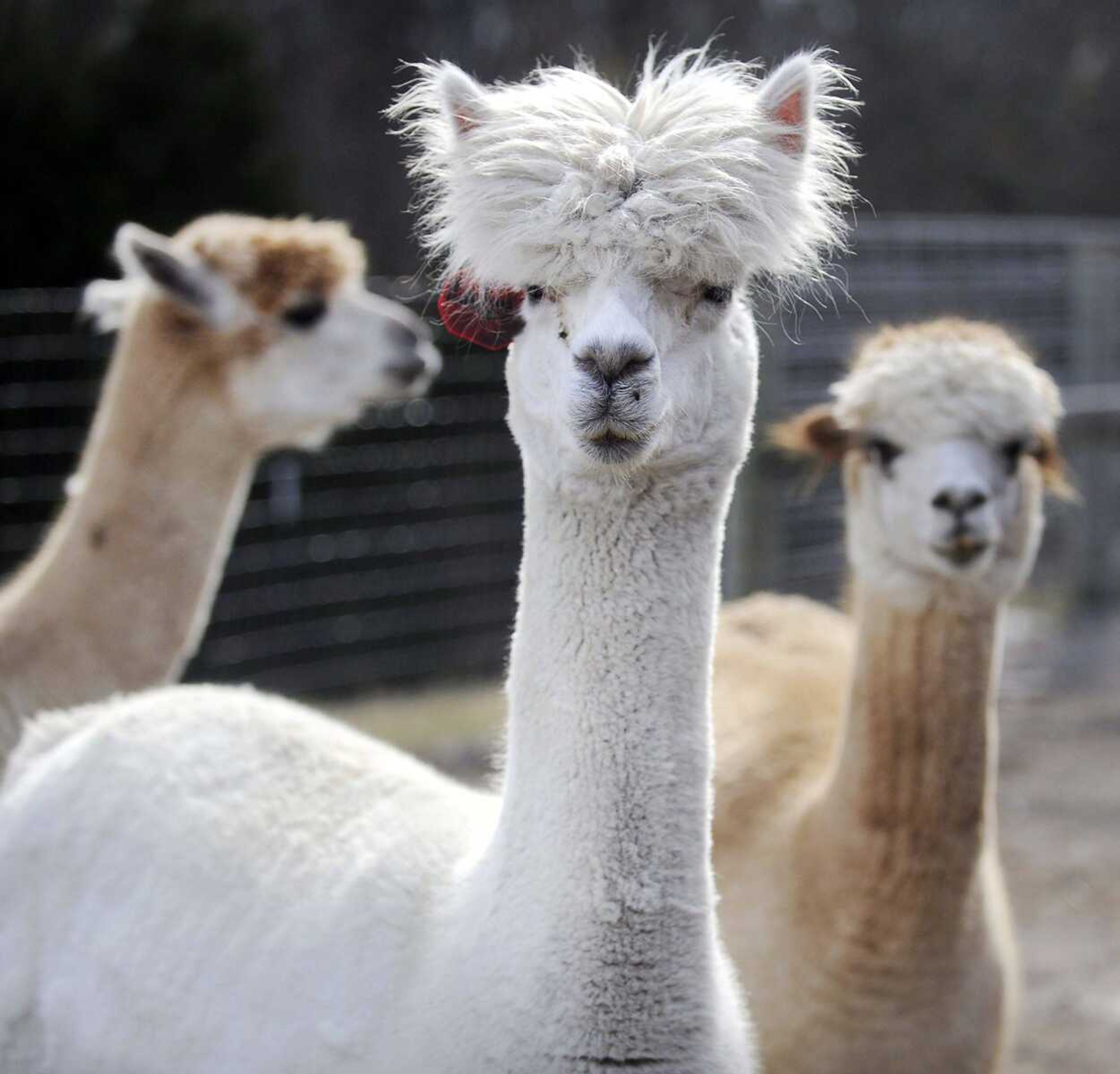 Unicorn, center, was rescued in September through funding from Mac's Mission, a local not-for-profit that helps animals in need. (Laura Simon)