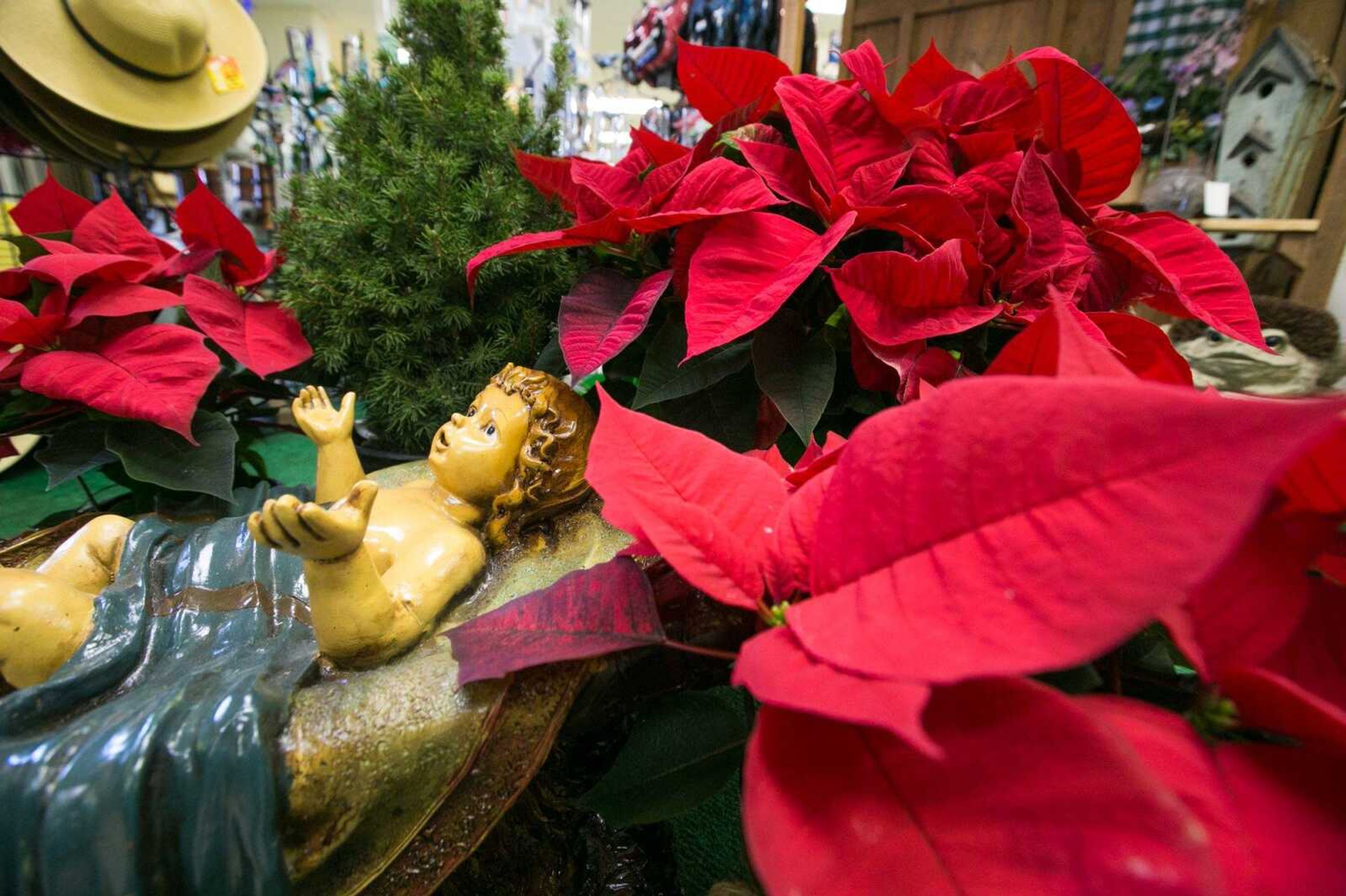 Poinsettias sit in an arrangement at Sunny Hill Gardens & Florist. (Glenn Landberg)