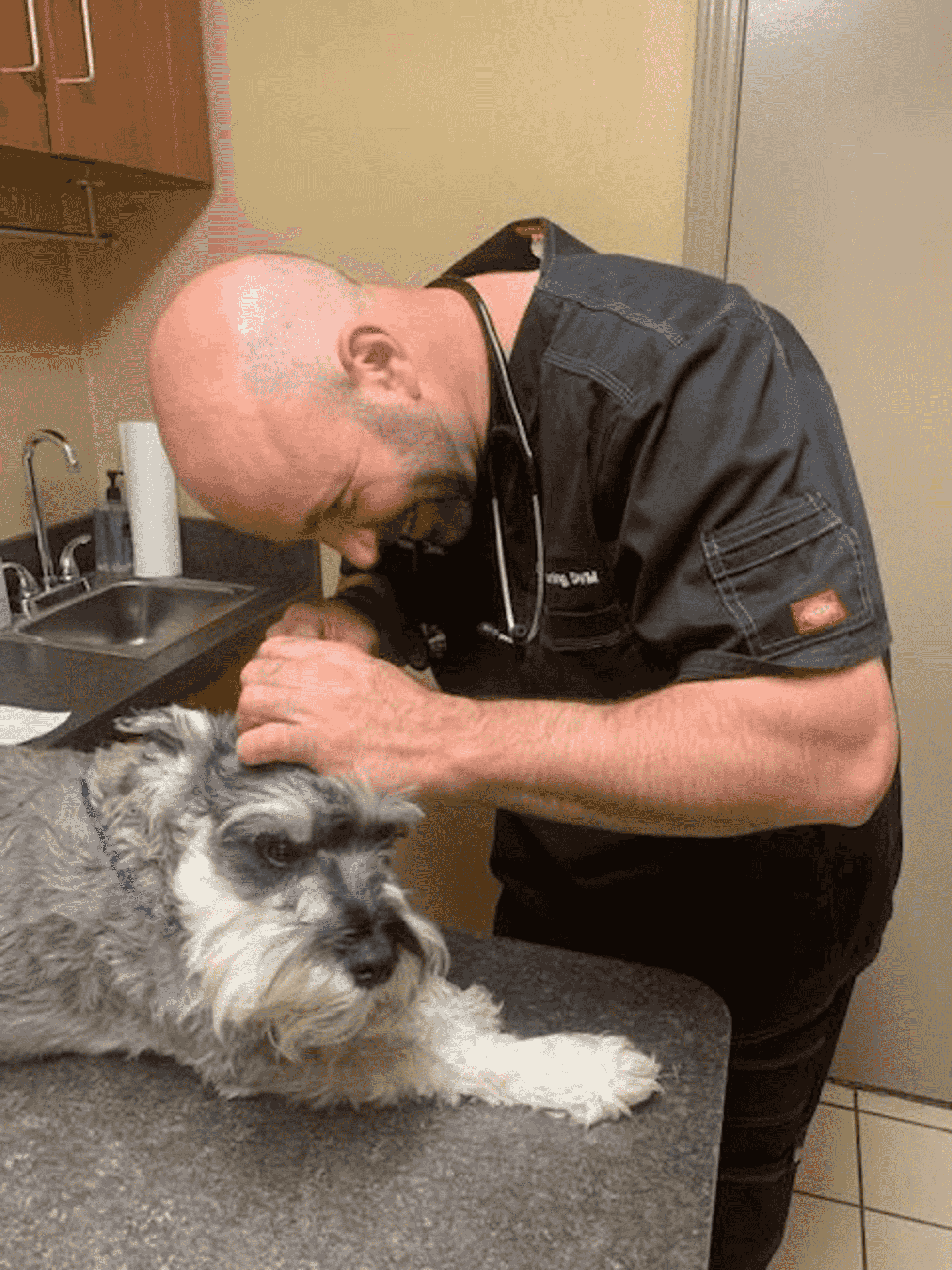 Sponsored: What to Do if Your Dog is Stung by a Bee