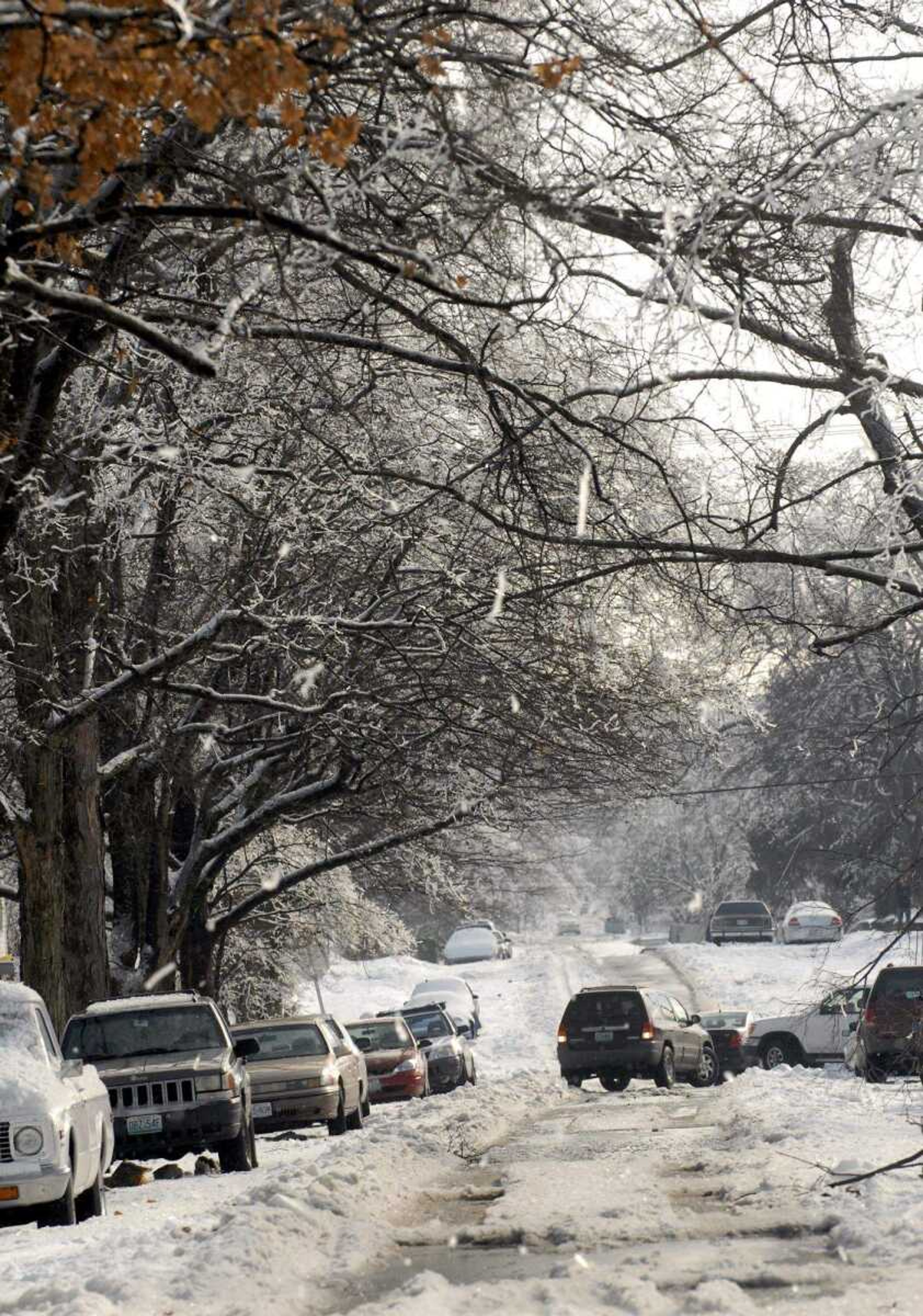 ELIZABETH DODD ~ edodd@semissourian.com
Ice falls from the trees on Henderson Avenue Friday in Cape Girardeau.