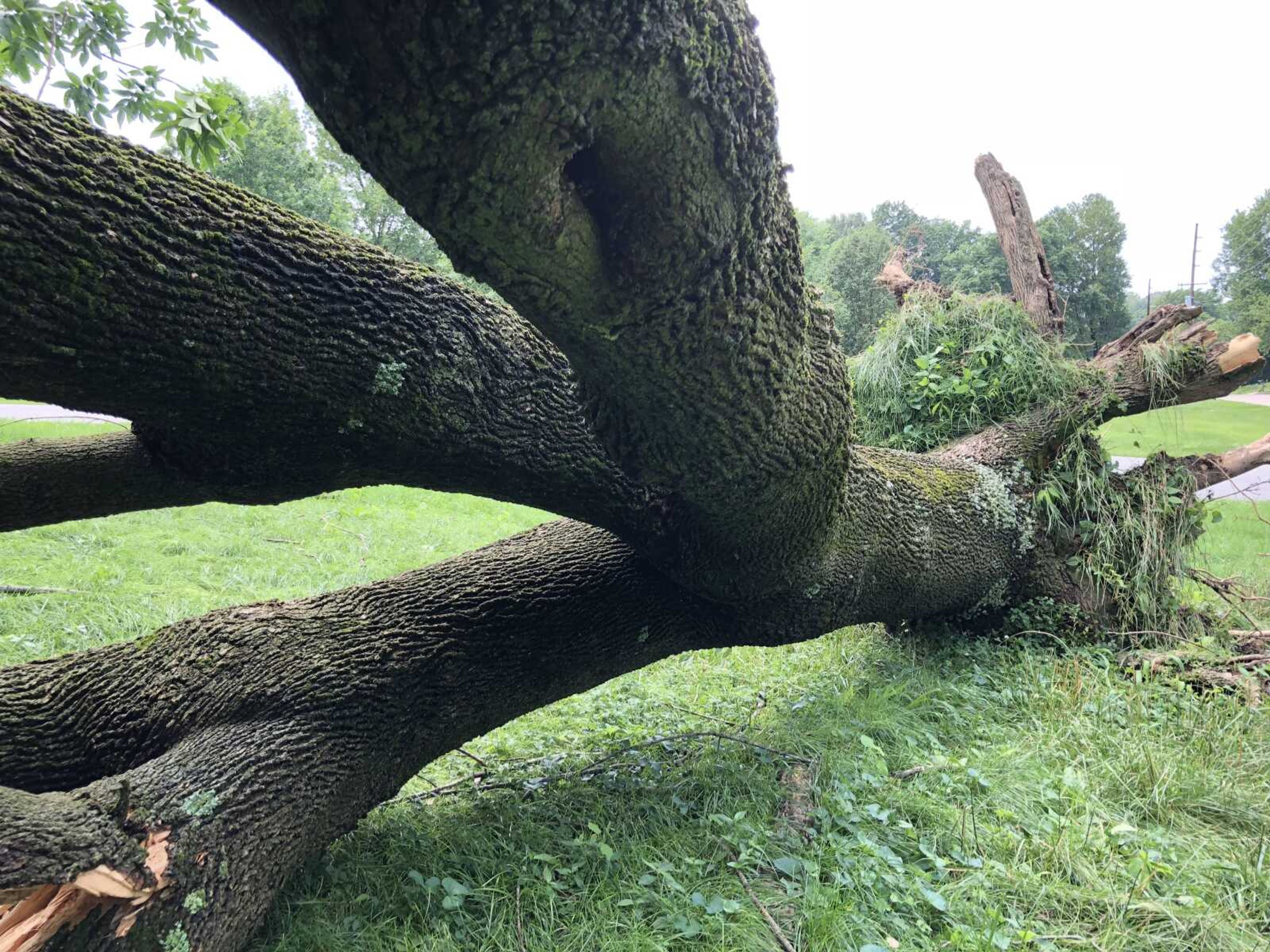 Storm Uplifts Tree