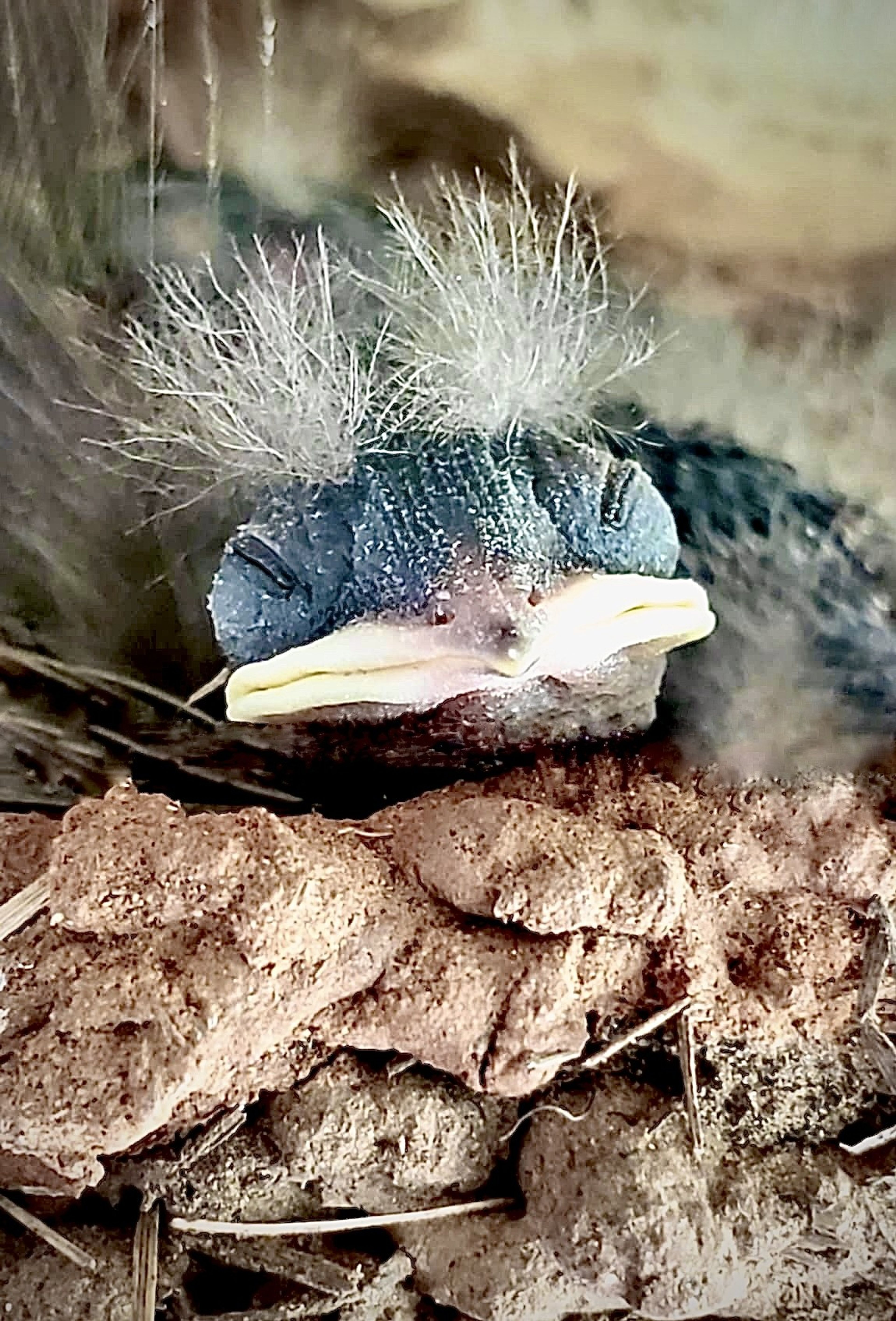 Through the Woods: The nestling