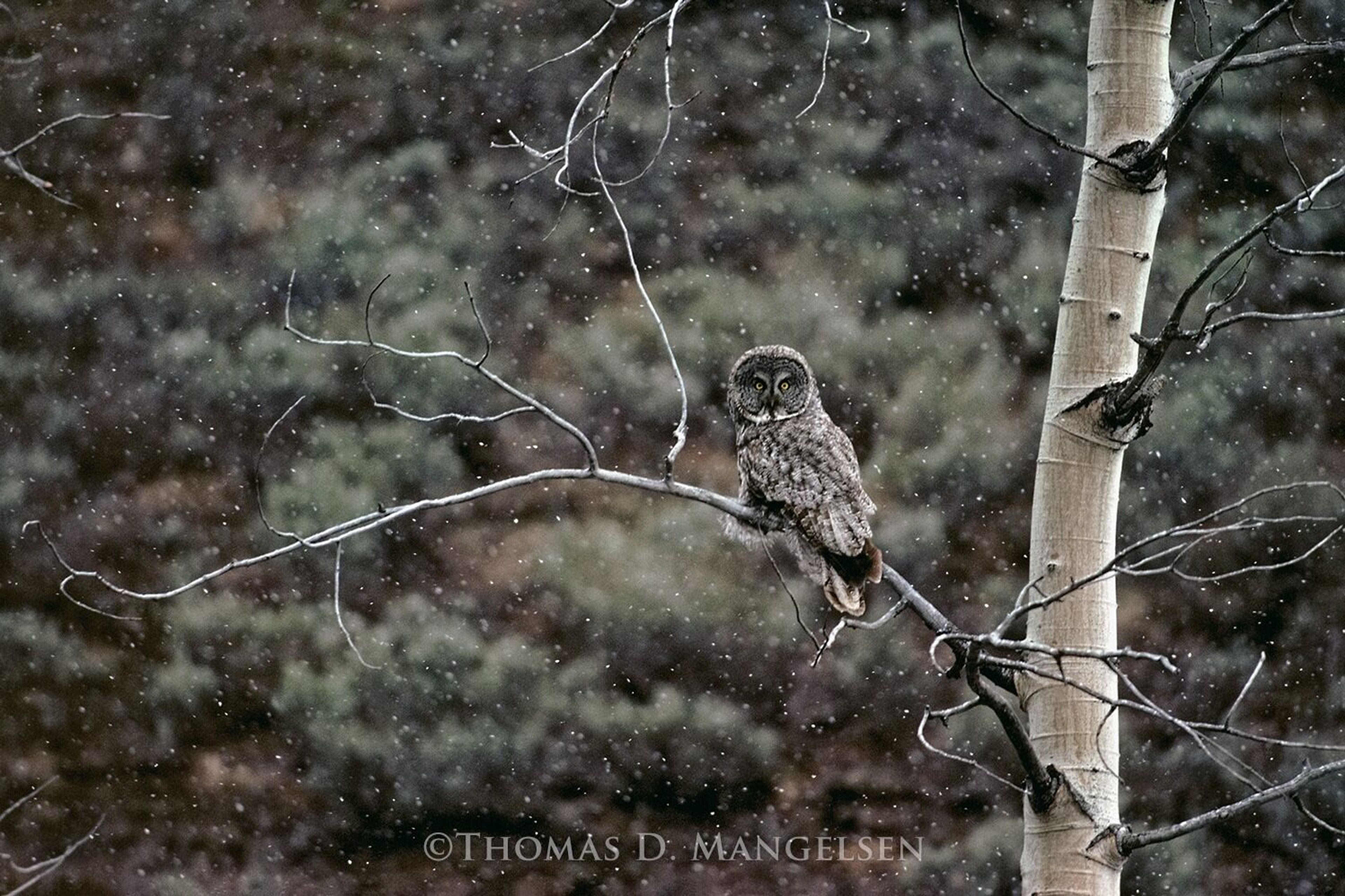 The "Thomas Mangelsen — A Life in the Wild, Part 2" photo exhibition is open at the Southeast Missouri State University River Campus. The photos capture animals in the wild.