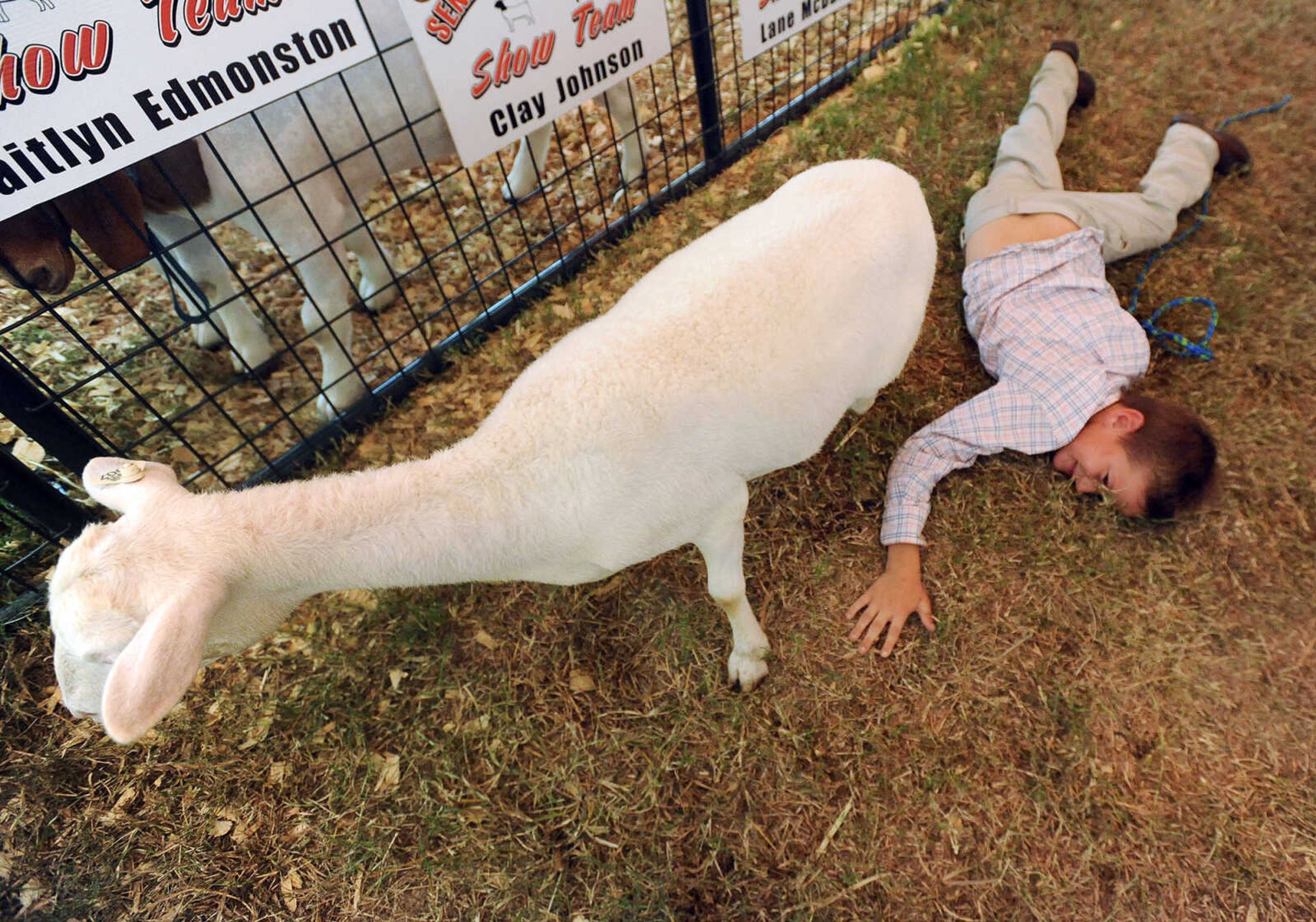 LAURA SIMON ~ lsimon@semissourian.com

"Frank" breaks loose, leaving behind Grady Ruehling after her lead came off on Wednesday, Sept. 14, 2016, during the sheep judging at the SEMO District Fair at Arena Park in Cape Girardeau.