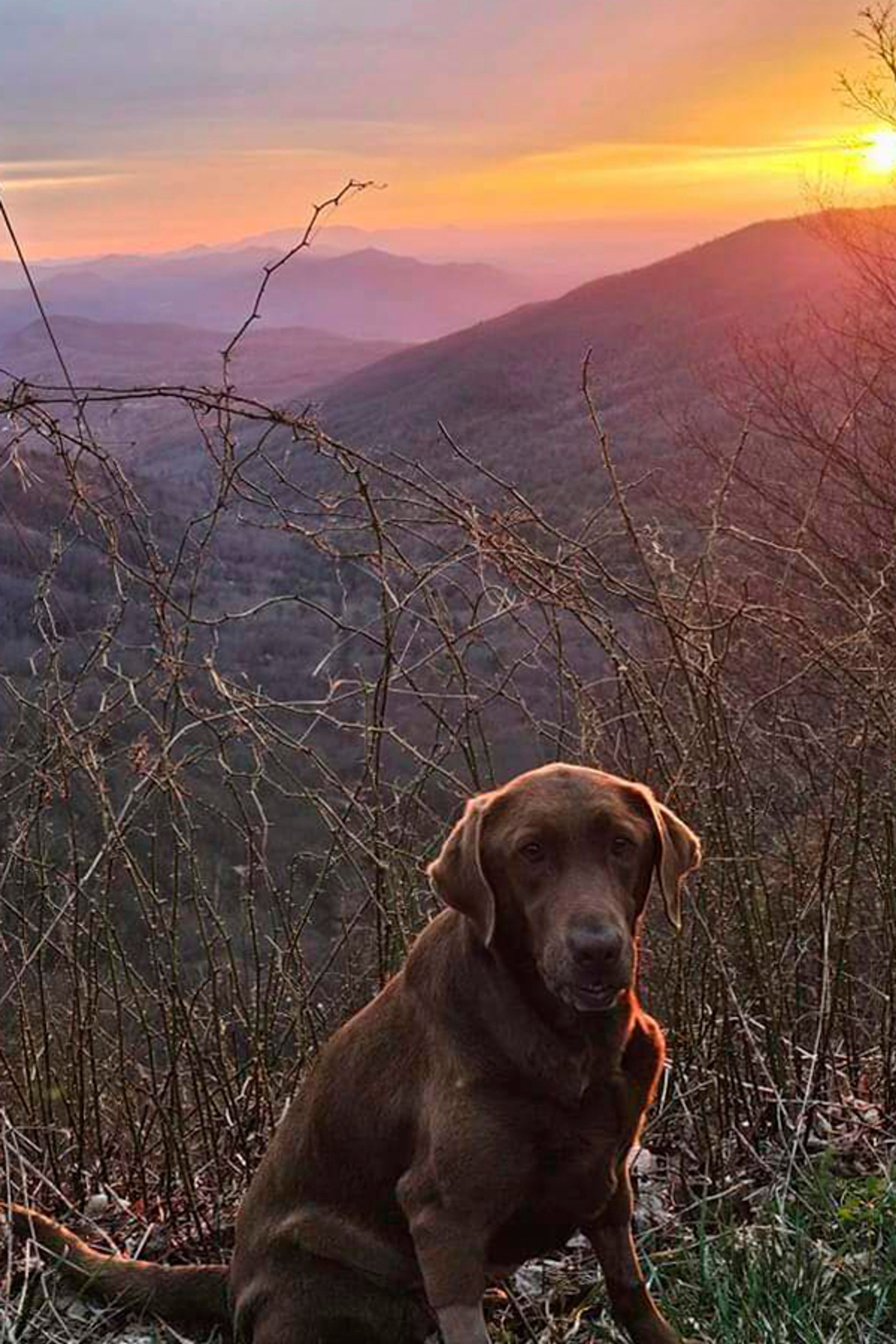 This undated photo shows a chocolate lab Moss, that belongs to Boone McCrary of Greeneville, Tenn., who died after McCrary's boat capsized while he was trying to rescue a man trapped in the river during Hurricane Helene. ( (Laura Harville via AP)