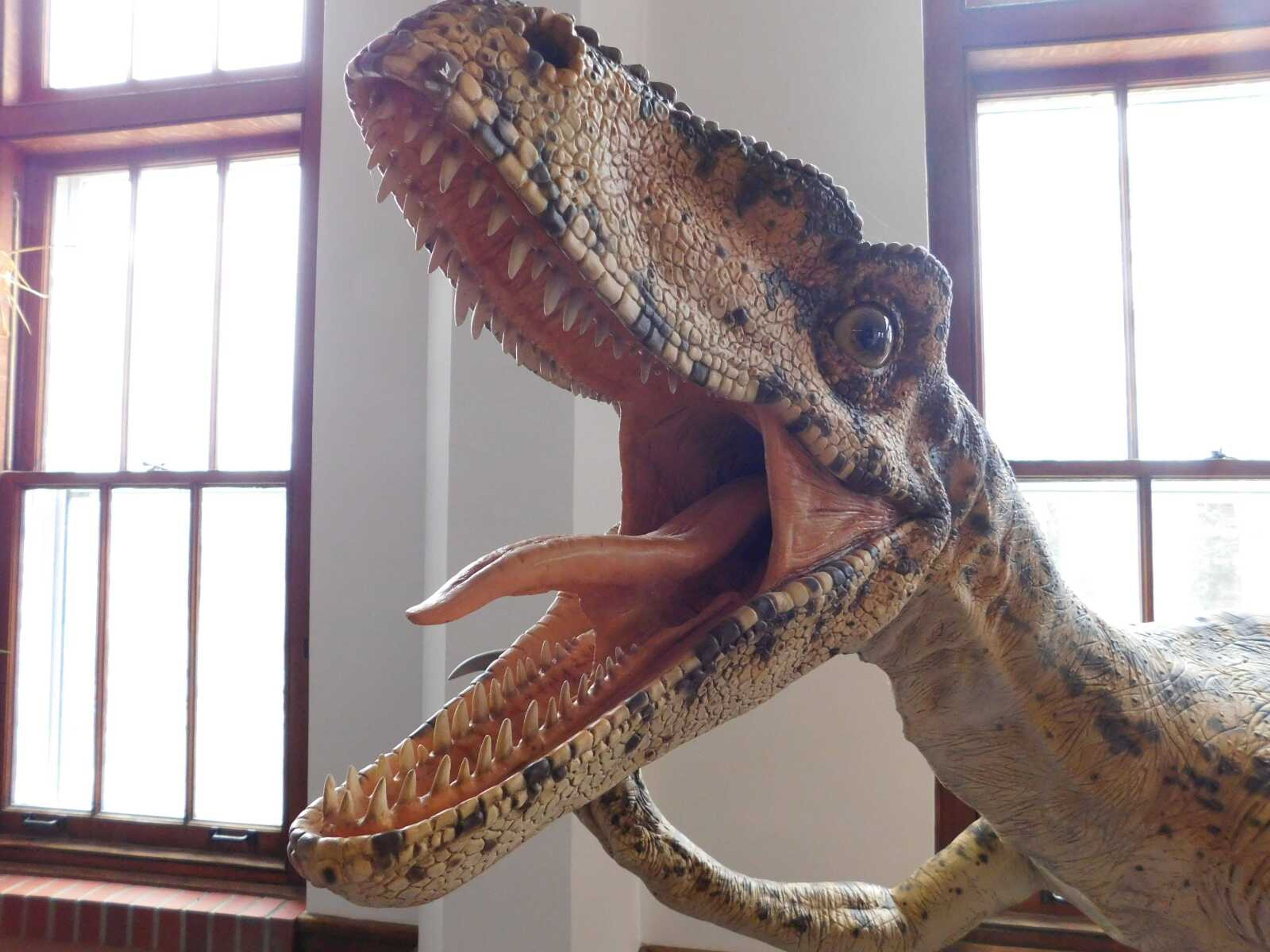 The Utahraptor dinosaur awaits tasty visitors at the Bollinger County Museum of Natural History.