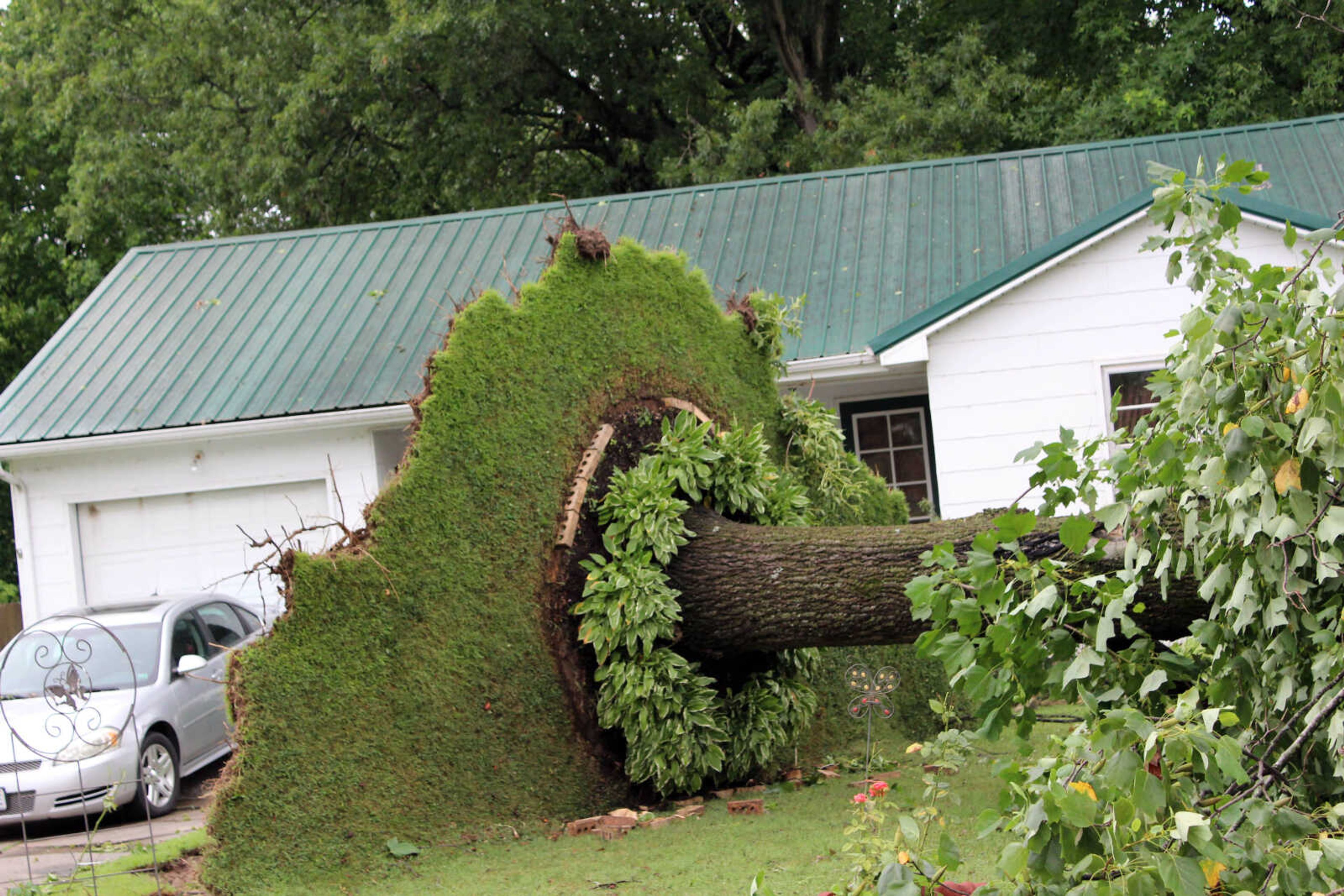 A tree was uprooted during a probable tornado Saturday, July 10, 2021, in Dexter, Missouri.