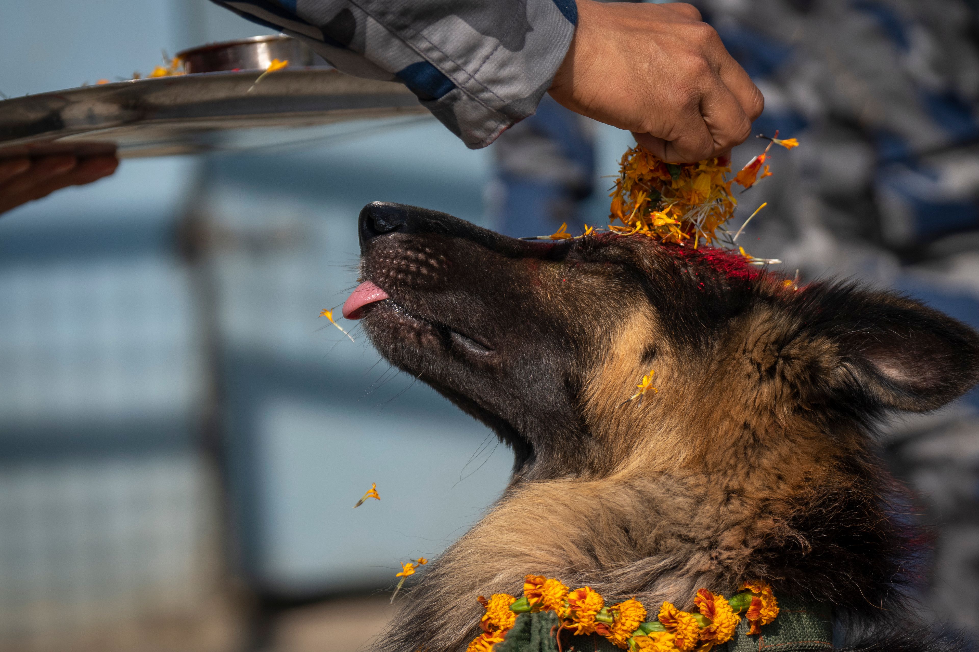 A Nepal's Armed Police Force member worships a dog at their kennel division during Kukkur Tihar festival in Kathmandu, Nepal, Thursday, Oct. 31, 2024. Every year, dogs are worshipped to acknowledge their role in providing security during the second day of five days long Hindu festival Tihar. (AP Photo/Niranjan Shrestha)