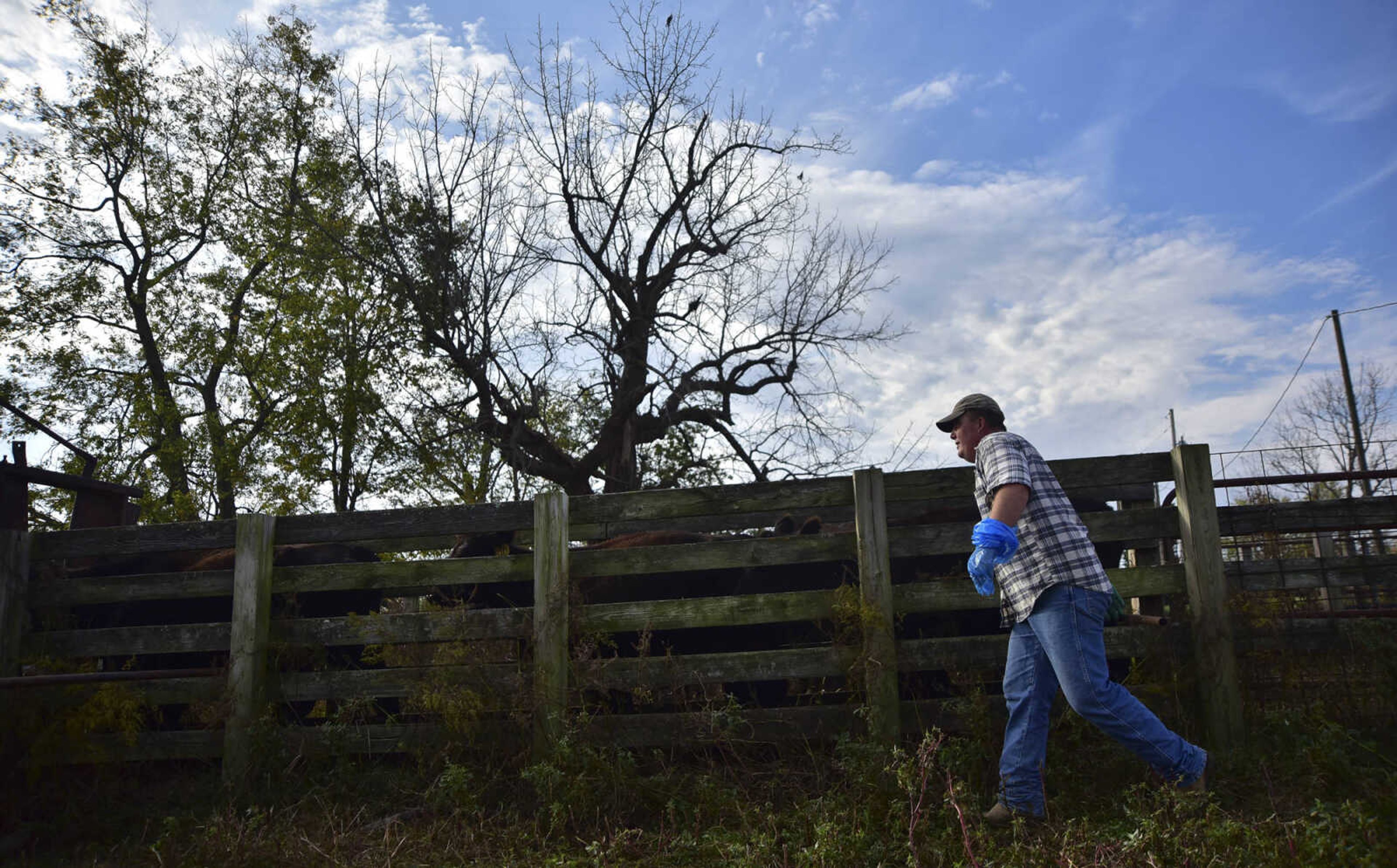 ANDREW J. WHITAKER ~ awhitaker@semissourian.com
Greg Meier guides cattle to get a blood sample by Dr. Walter Branscum (not pictured) to test for Brucellosis a bacterial infection that can be spread from animas to humans Wednesday, Nov. 2, 2016 at Butch's Angus farm in Jackson. Dr. Branscum a Veterinary physician in Jackson cares for smaller animals along with larger animals like cattle and horses.