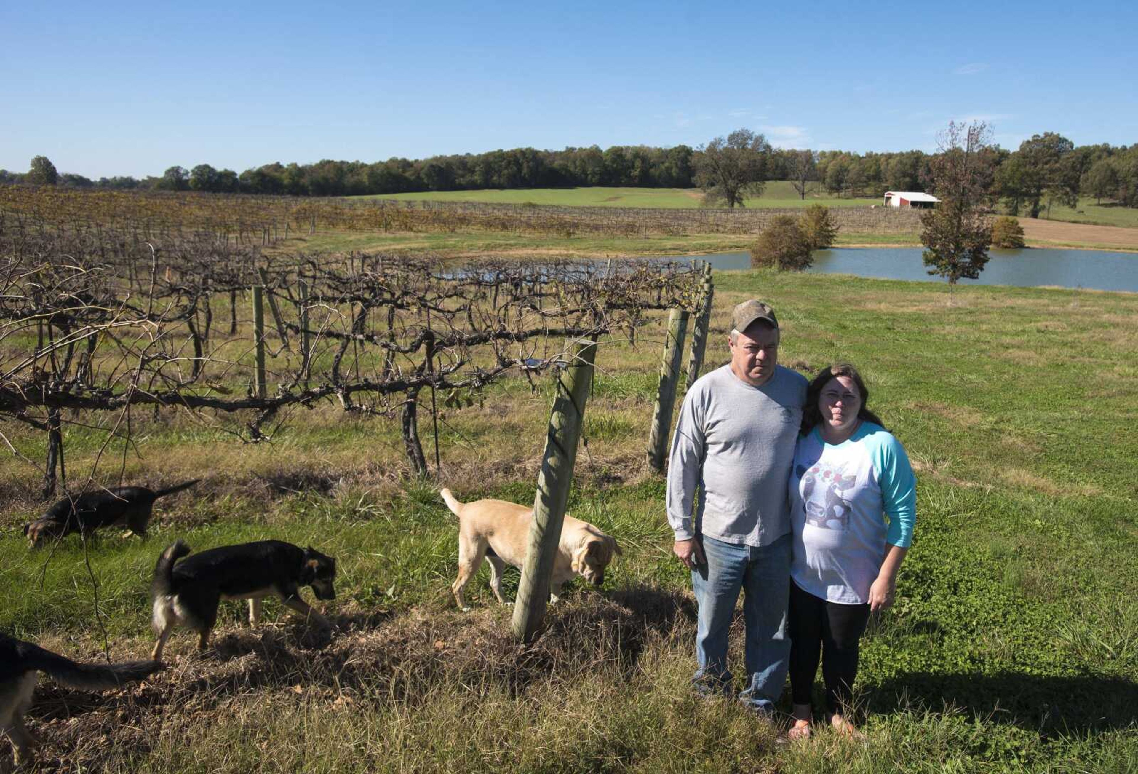 Jerry Thurston, left, and his wife Lisa Thurston stand in their vineyard of about 12 acres on Thursday, Oct. 26, 2017 at Spring Valley Farm & Vineyard in Pulaski, Illinois. Jerry said about 4 acres of his crops from the vineyard along with 40 acres of soybeans where damaged from the herbicide, Dicamba, that drifted to his fields killing his crops.