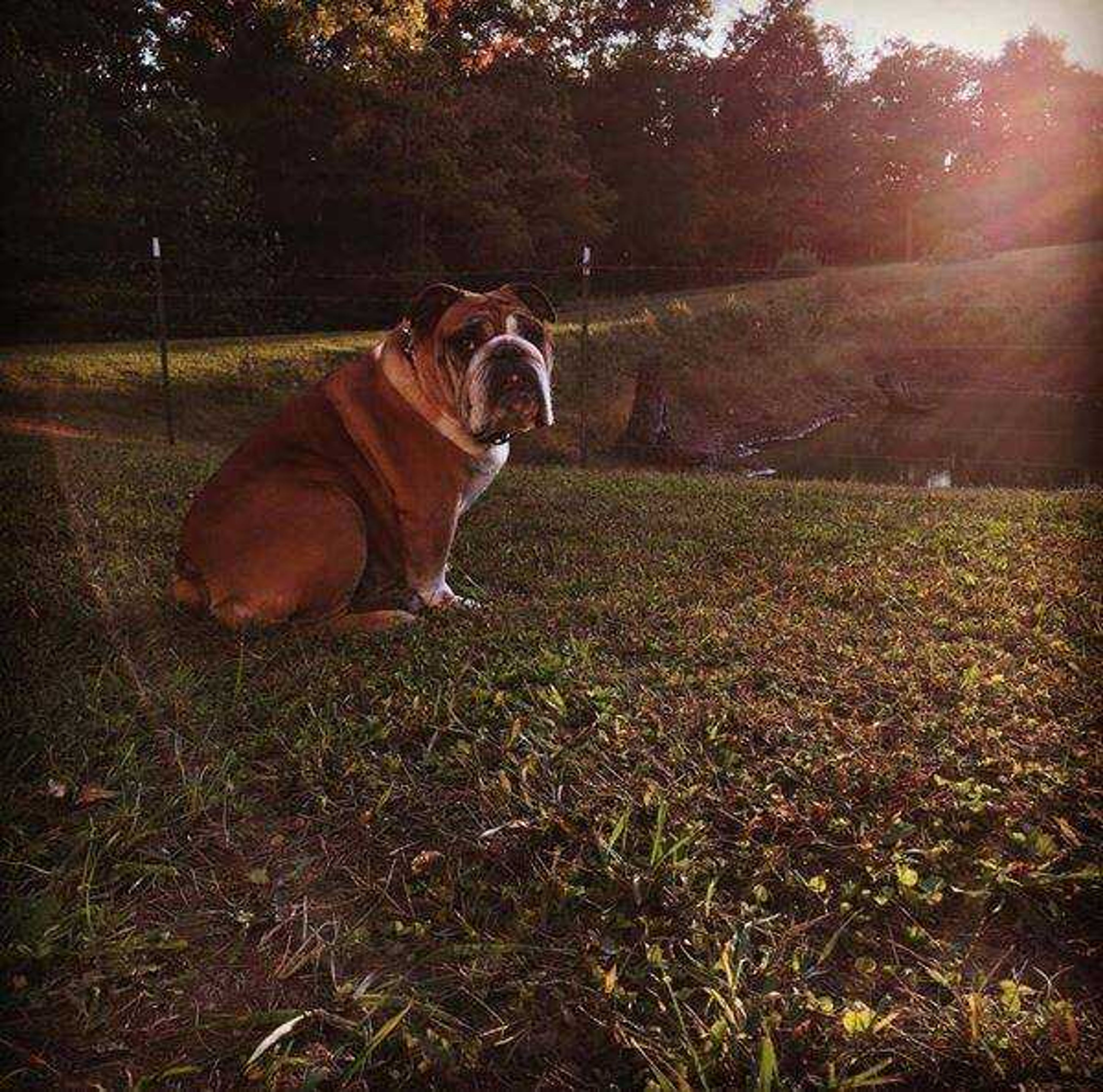 Country livin' - Bre loves all eyes on her and don't be fooled cuz she loves racin around on our acres.