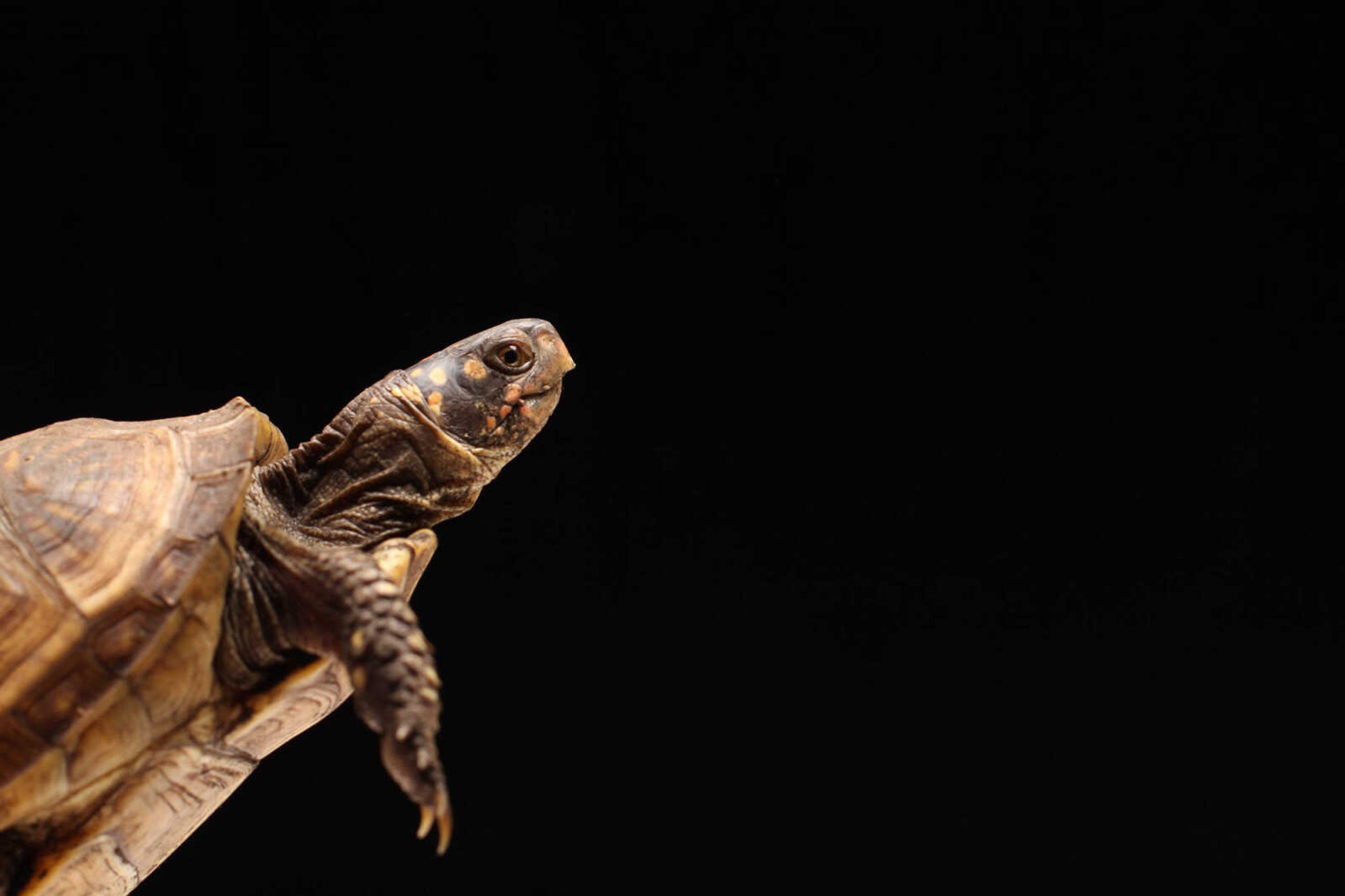 GLENN LANDBERG ~ glandberg@semissourian.com

Shelly the turtle Wednesday, Jan. 28, 2015.