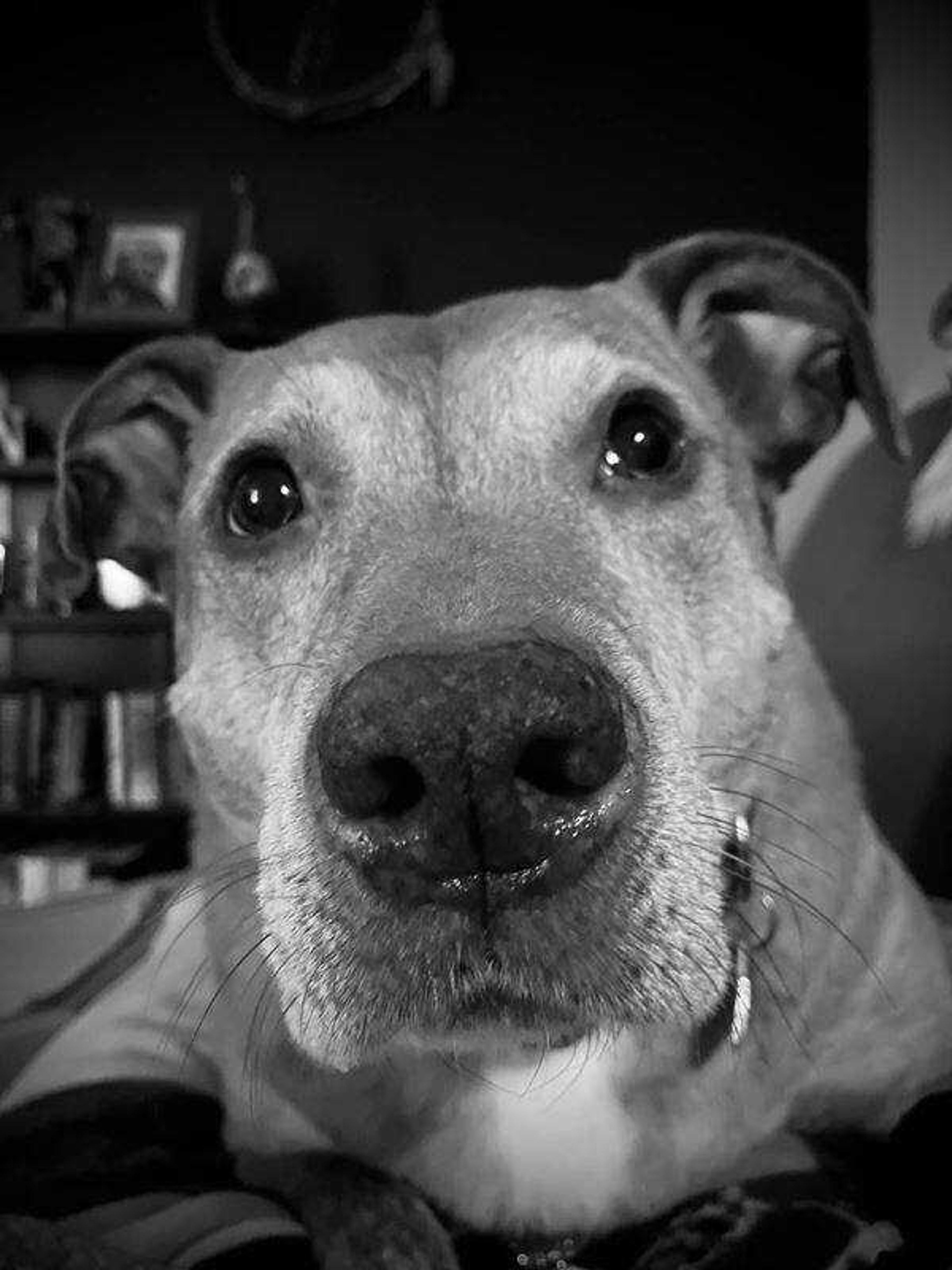 Reno&nbsp; -&nbsp; Sweet baby girl knows how to use those eyes and ears for extra treats