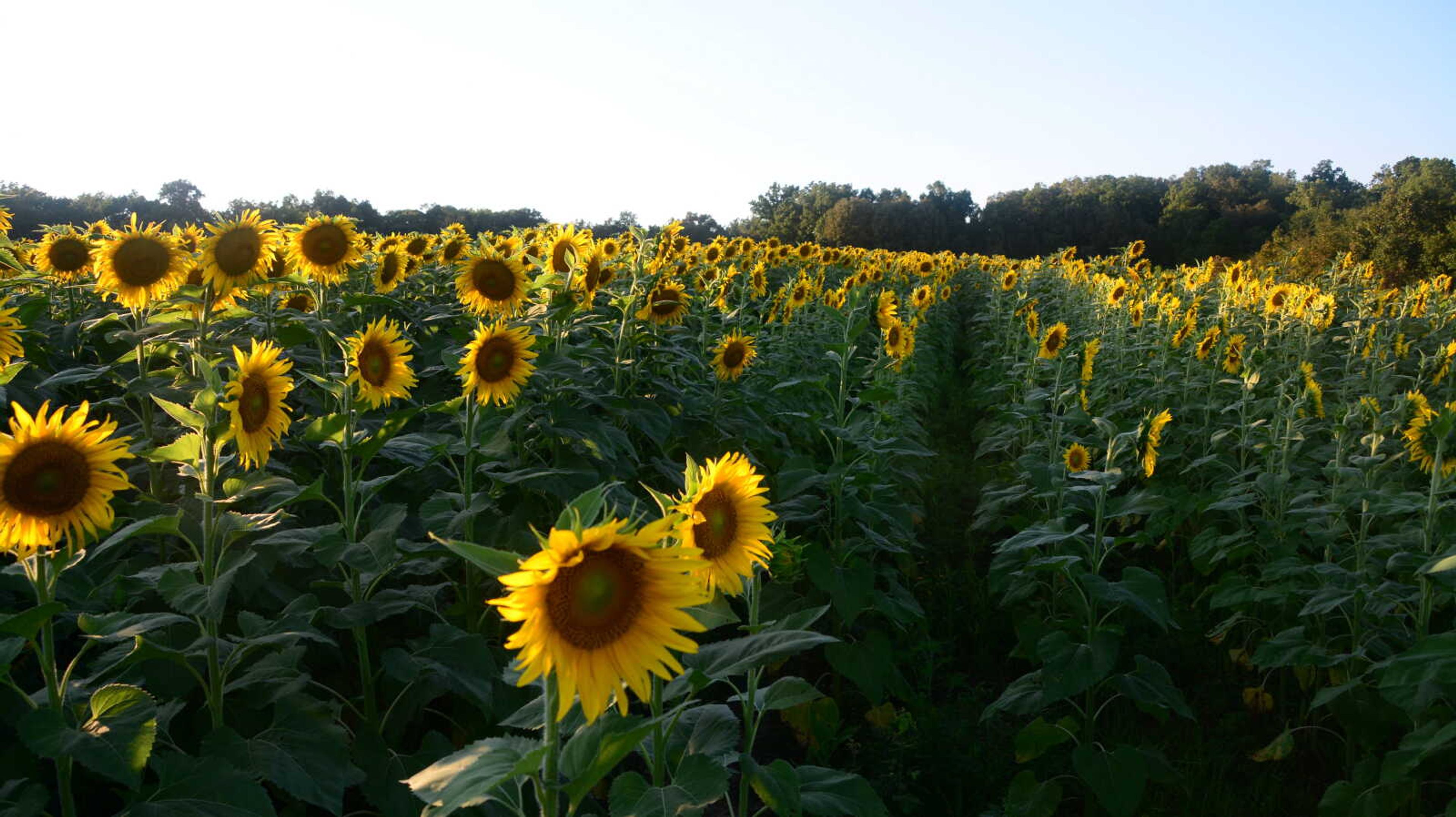 One of the larger fields of sunflowers is located a short walk from Parking Lot #4 off County Road 471 at&nbsp;Maintz Wildlife Preserve.