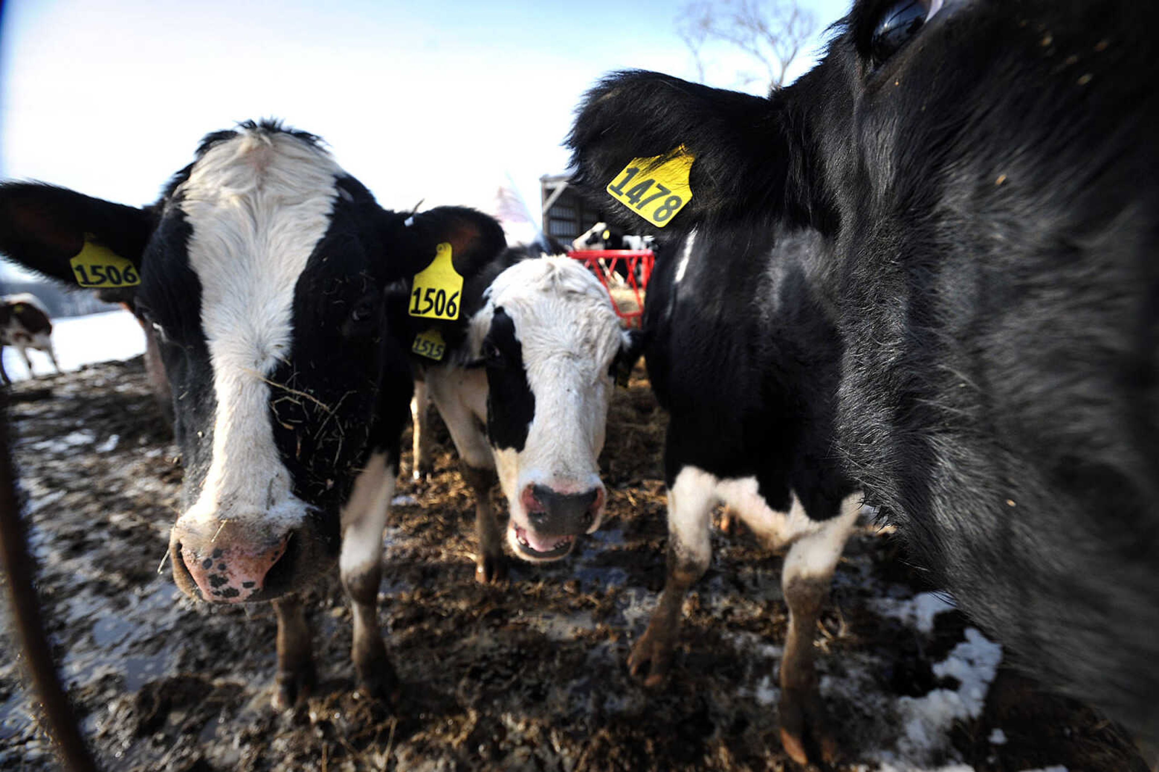 LAURA SIMON ~ lsimon@semissourian.com

Heifers at Jerry Siemers' Cape Girardeau dairy farm, Tuesday, March 4, 2014.