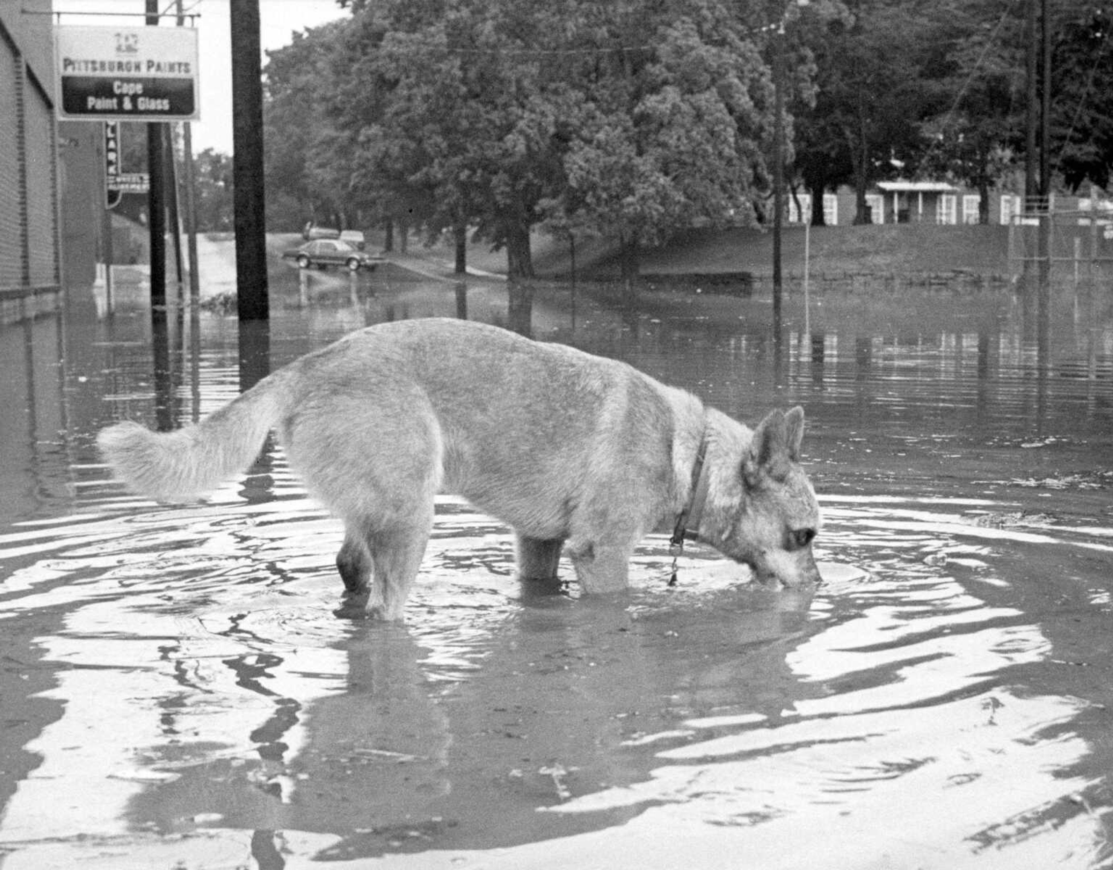 Published Aug. 11, 1988.
Snuggles, a familiar sight at Eggimann Feed who liked to sit on dry hay bales and watch the traffic drive past on Independence Street, paused for a drink after a torrential rain filled the intersection of Independence and Middle streets. (Fred Lynch ~ Southeast Missourian archive)