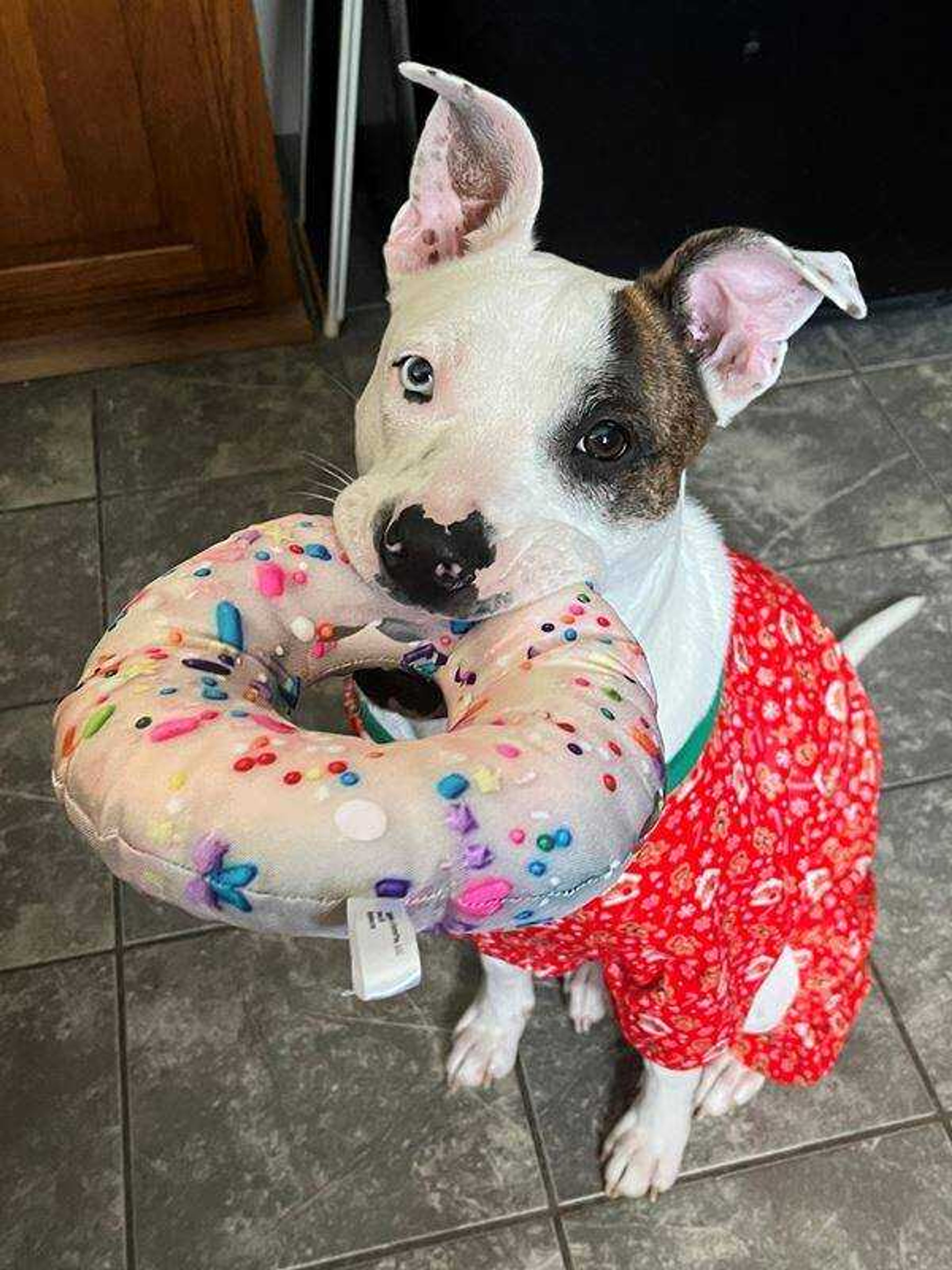 C'mon ma&nbsp; -&nbsp; Phoebe patiently modeling her christmas jams so she could go play with her new donut.