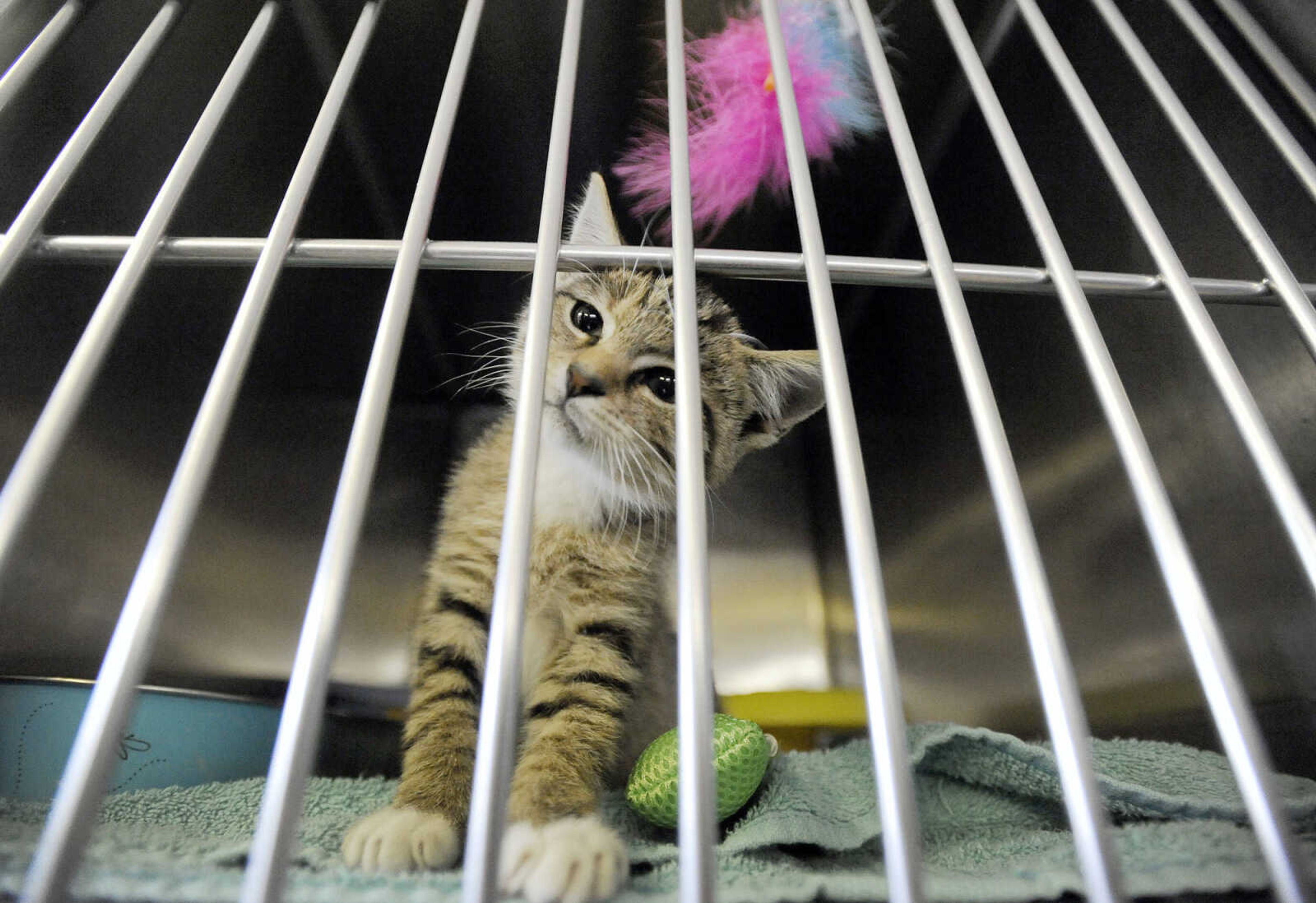 LAURA SIMON ~ lsimon@semissourian.com

Cats available for adoption are seen, Thursday, Oct. 15, 2015, at the Humane Society of Southeast Missouri in Cape Girardeau.