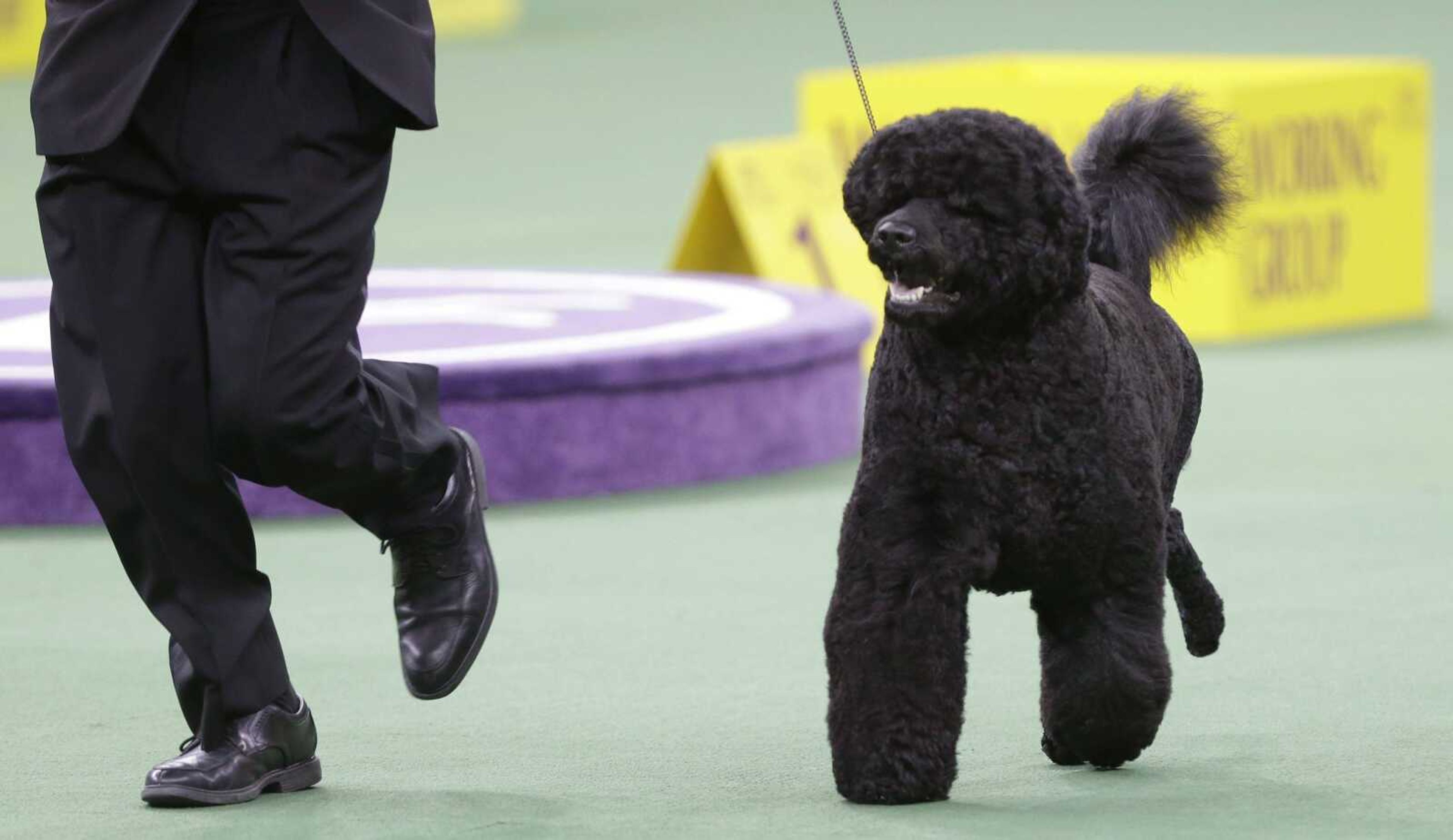 This Feb. 11, 2014, file photo shows Matisse, a Portuguese water dog, competing in the working group during the Westminster Kennel Club dog show in New York. (Frank Franklin II ~ Associated Press)