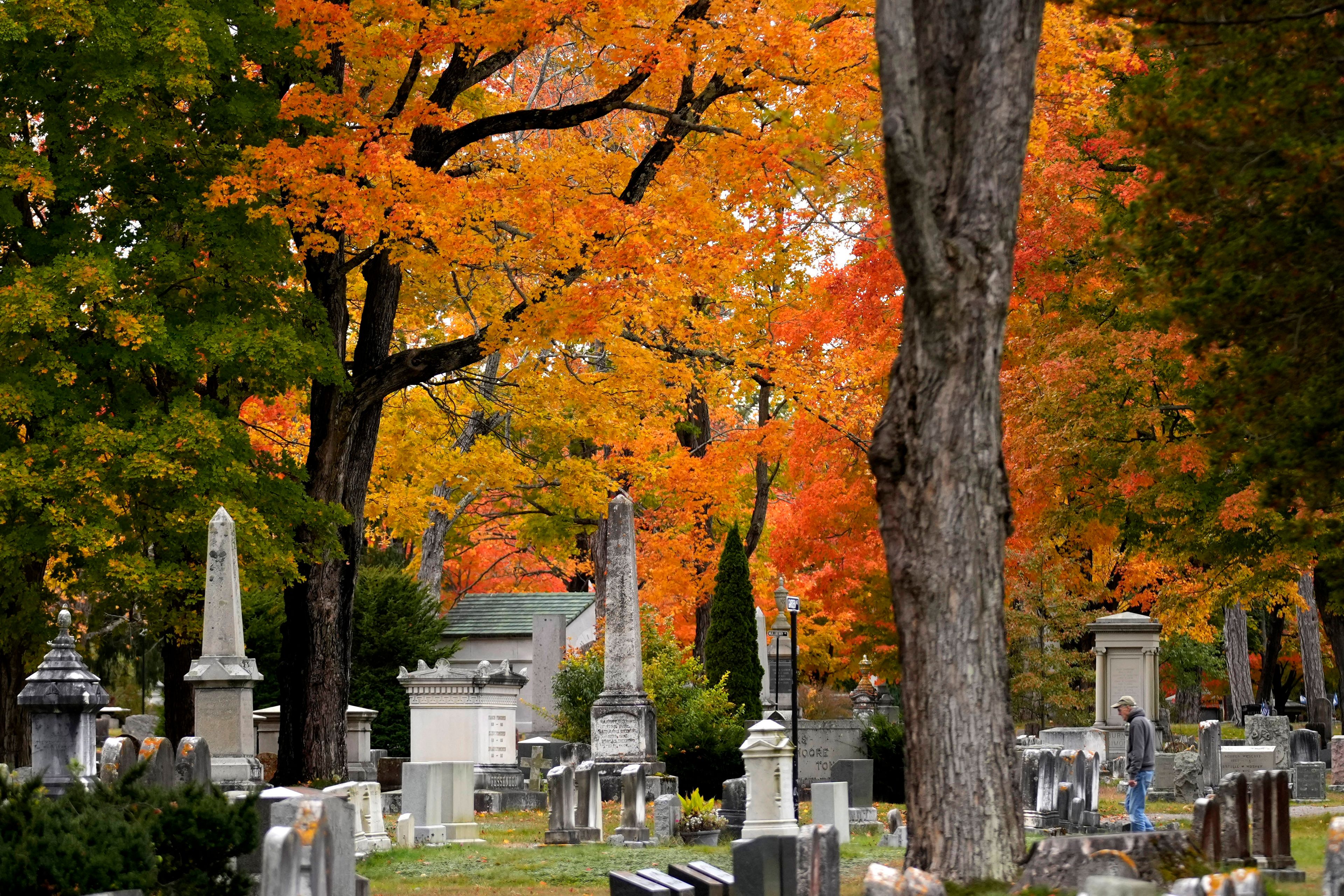 Maple and oak trees provide a colorful autumn backdrop in Evergreen Cemetery, Tuesday, Oct. 15, 2024, in Portland, Maine. (AP Photo/Robert F. Bukaty)