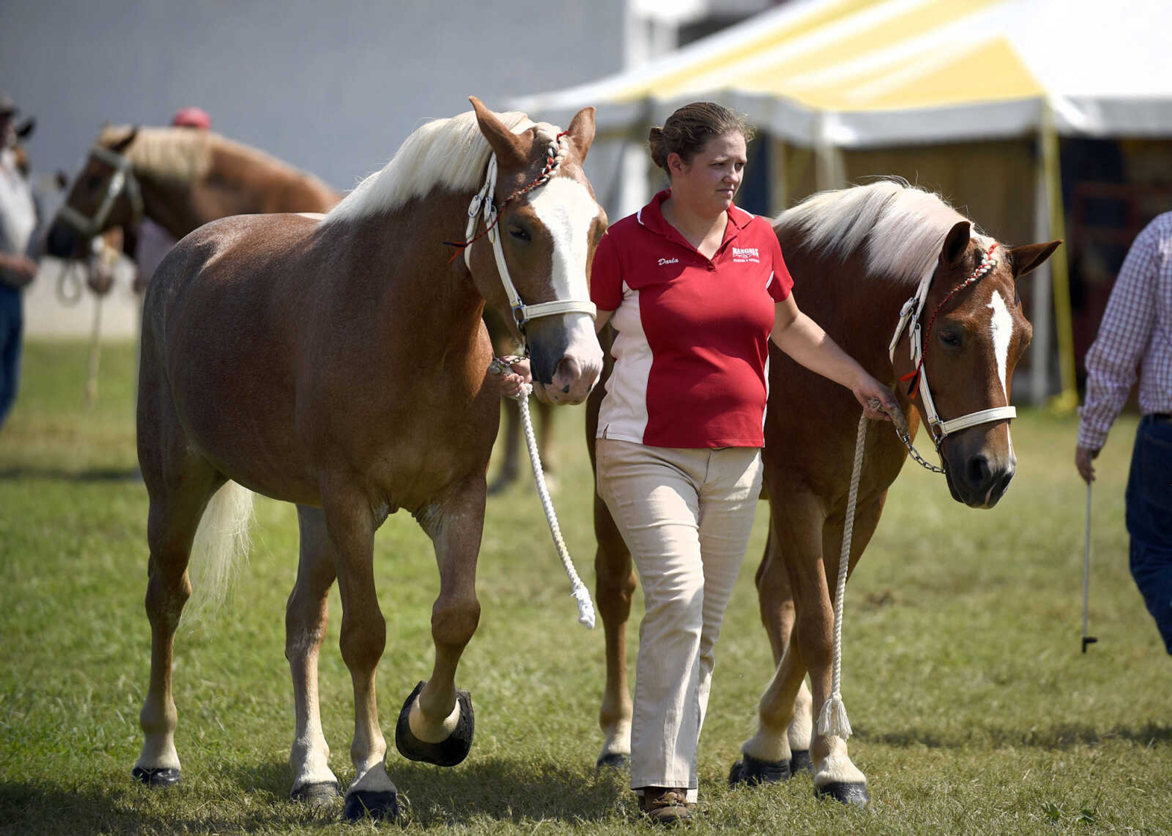 LAURA SIMON ~ lsimon@semissourian.com

People show their draft ponies during the SEMO District Fair on Friday, Sept. 16, 2016, at Arena Park in Cape Girardeau.