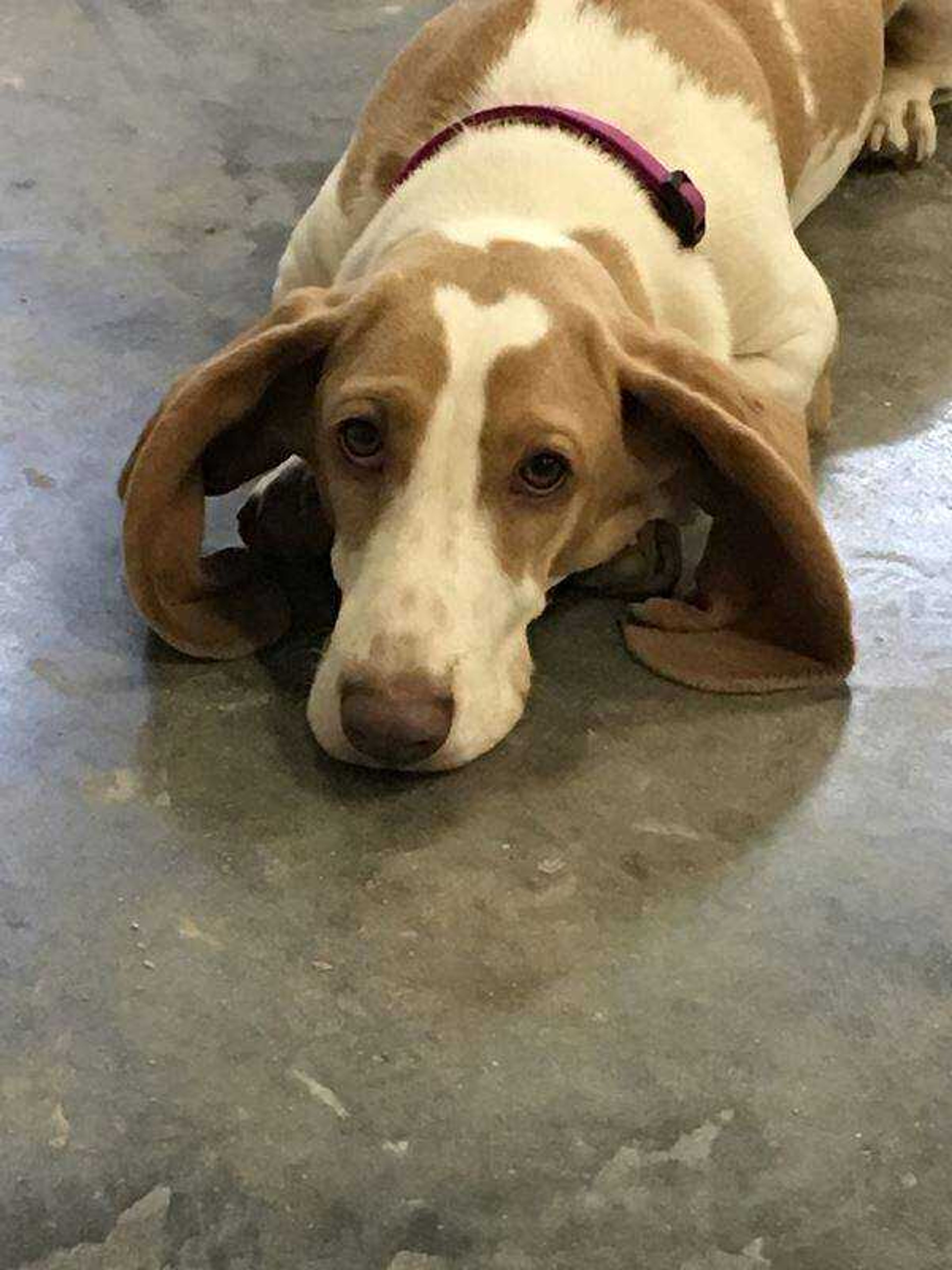 Can I have a treat?&nbsp; I've been good!&nbsp; -&nbsp; Stella always has that "I need" a treat look!