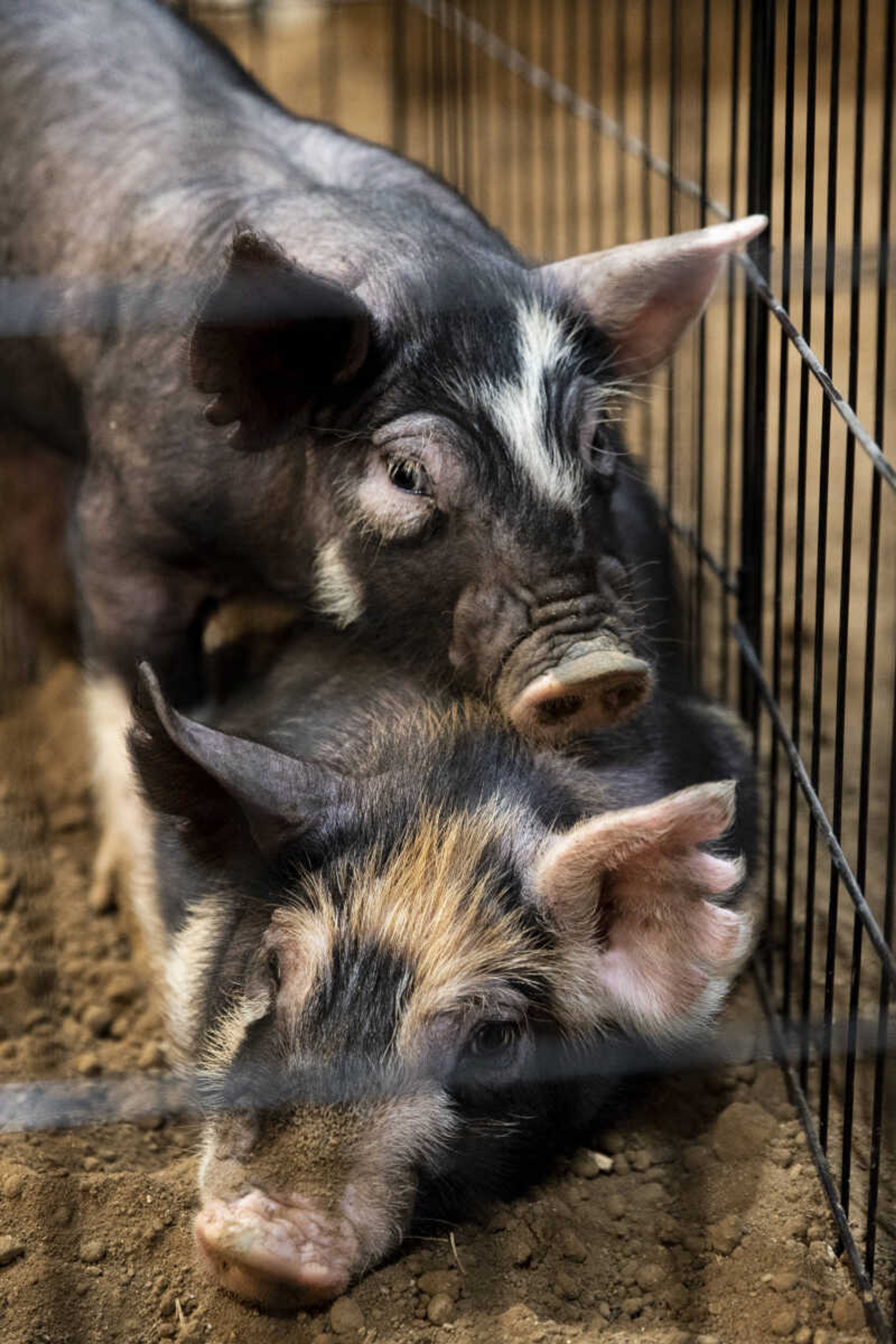 Young Berkshire pigs rest on each other during the 24th annual Farm Day sponsored by the Southeast Missouri Cattlemen's Association at Flickerwood Arena Wednesday, April 24, 2019, in Jackson. Over 800 students attended Farm Day and learned about a variety of farm-related topics from forestry to soil conservation, as well farm animals and honey bees.