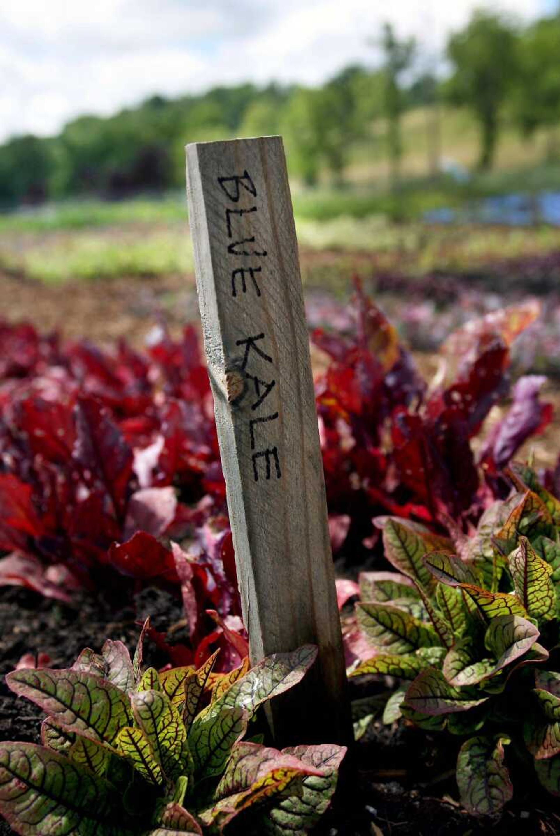 Blue Kale grows July 2 in the chef's garden behind the Clarksville Station Restaurant at the Overlook Farm in Clarksville, Mo. (Stephanie S. Cordle ~ Post-Dispatch)