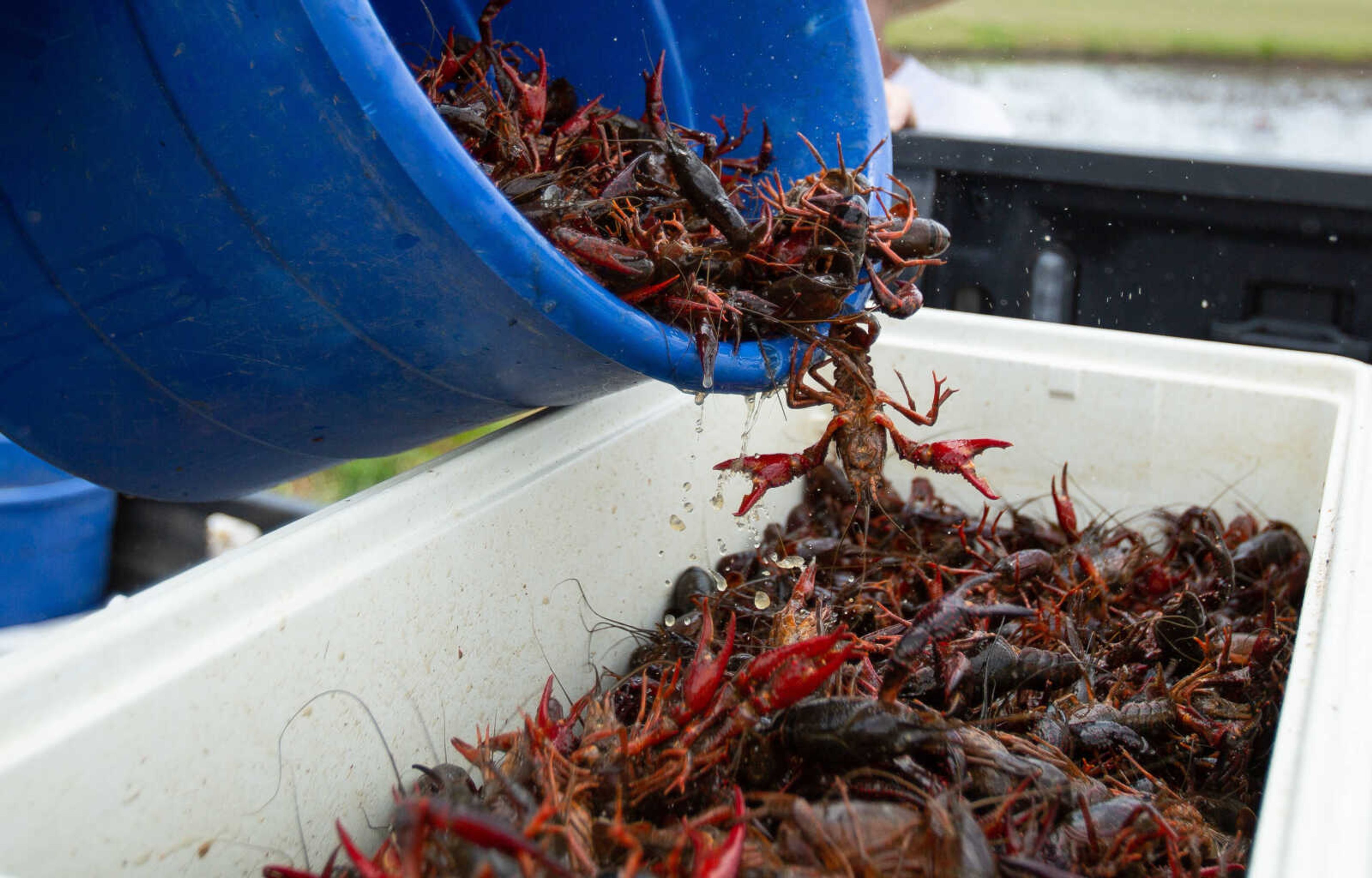 Crawfish fall from a tub as they are transferred to a cooler for transport.