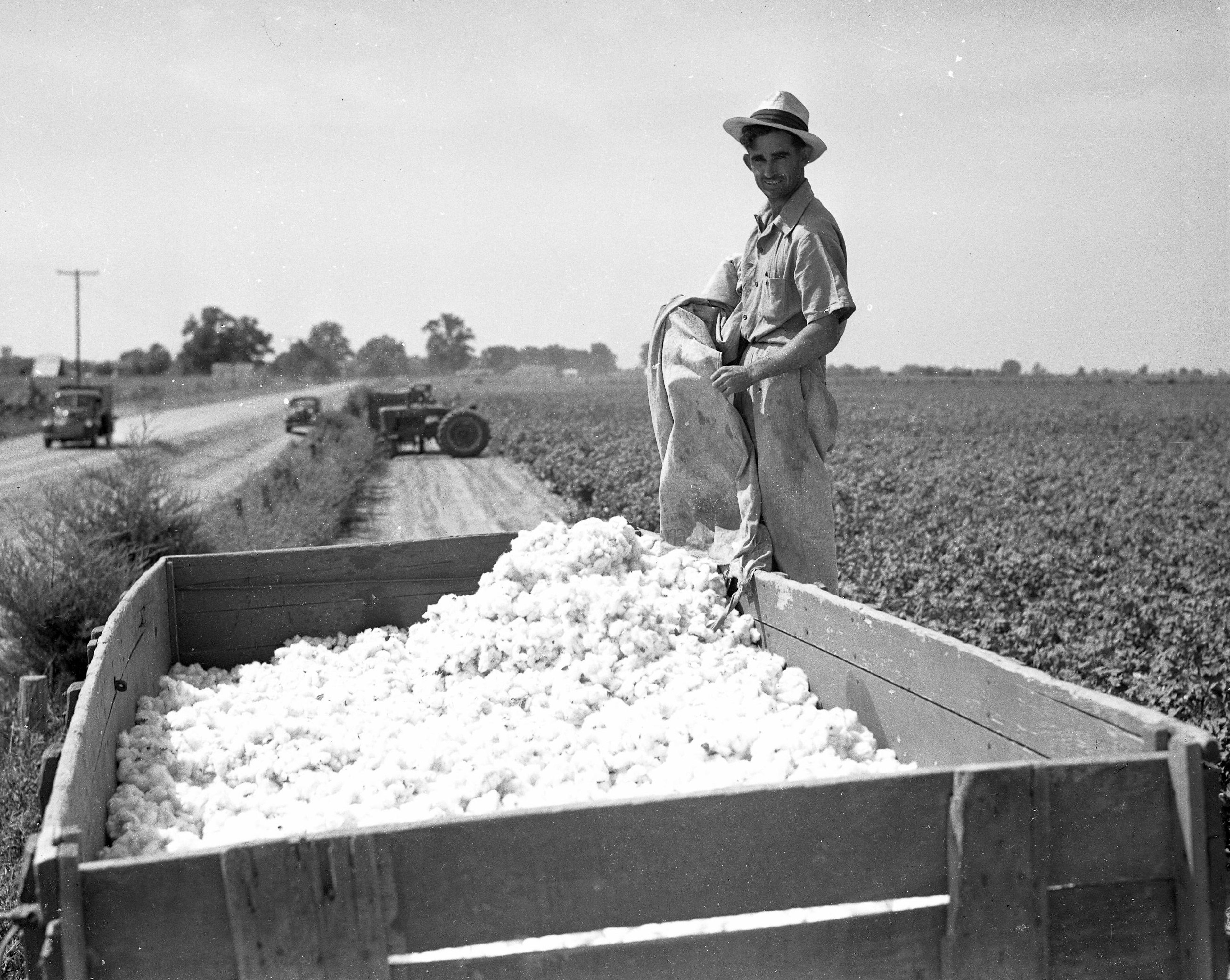 An unidentified farmer helps harvest a cotton crop in this undated photograph.