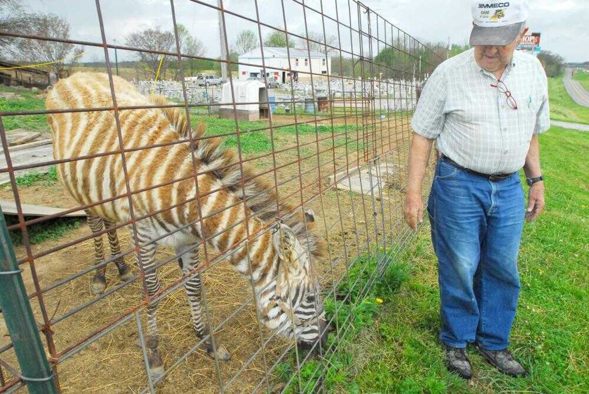 Clarence Shirrell brought home Ulysses the zebra in December 2005. Today he can be seen from the interstate in front of Concrete Castings in Jackson. (Diane L. Wilson)