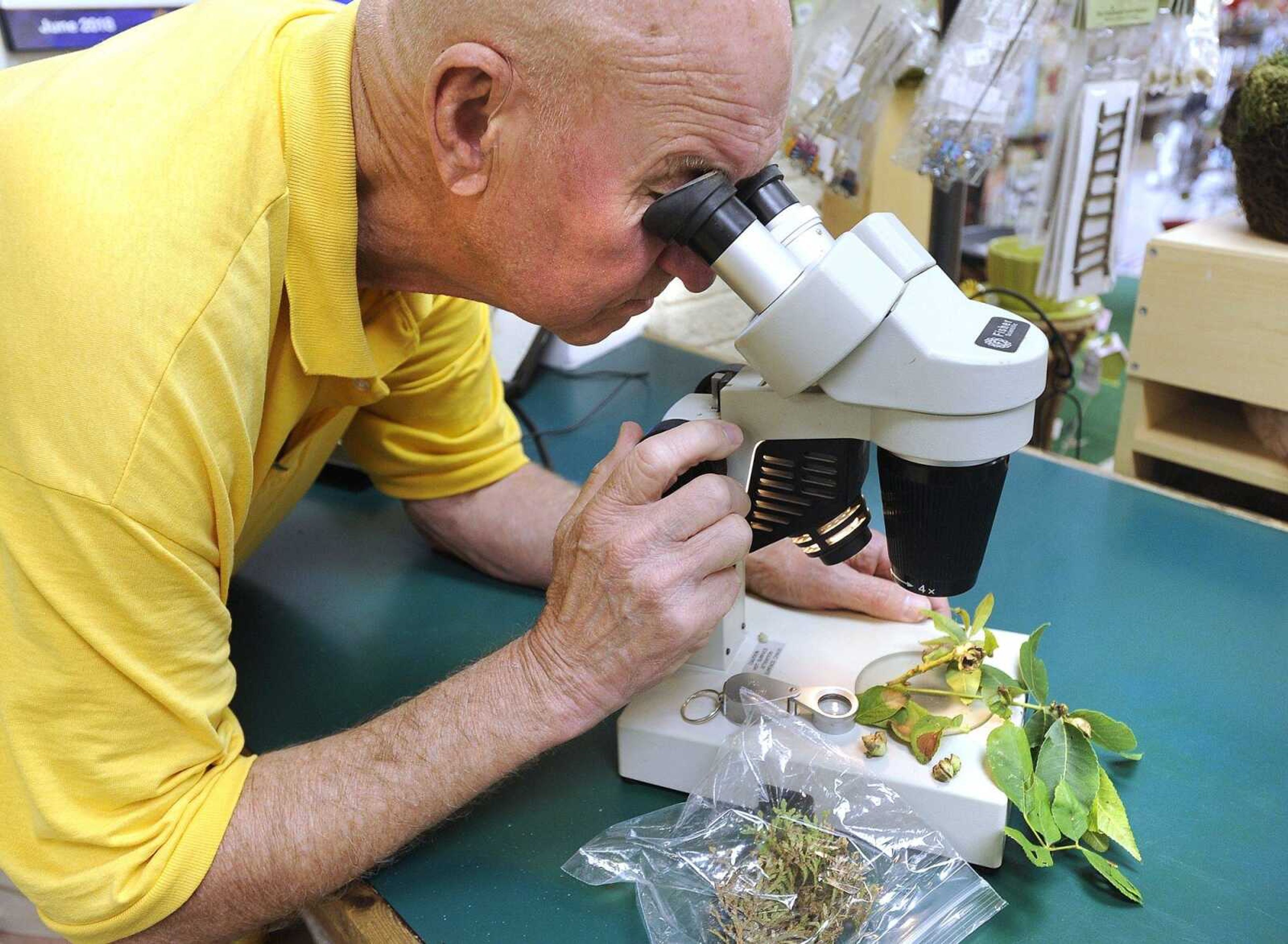 Paul Schnare uses a microscope to see aphids munching on a diseased hydrangea plant at Sunny Hill Gardens and Florist in Cape Girardeau.