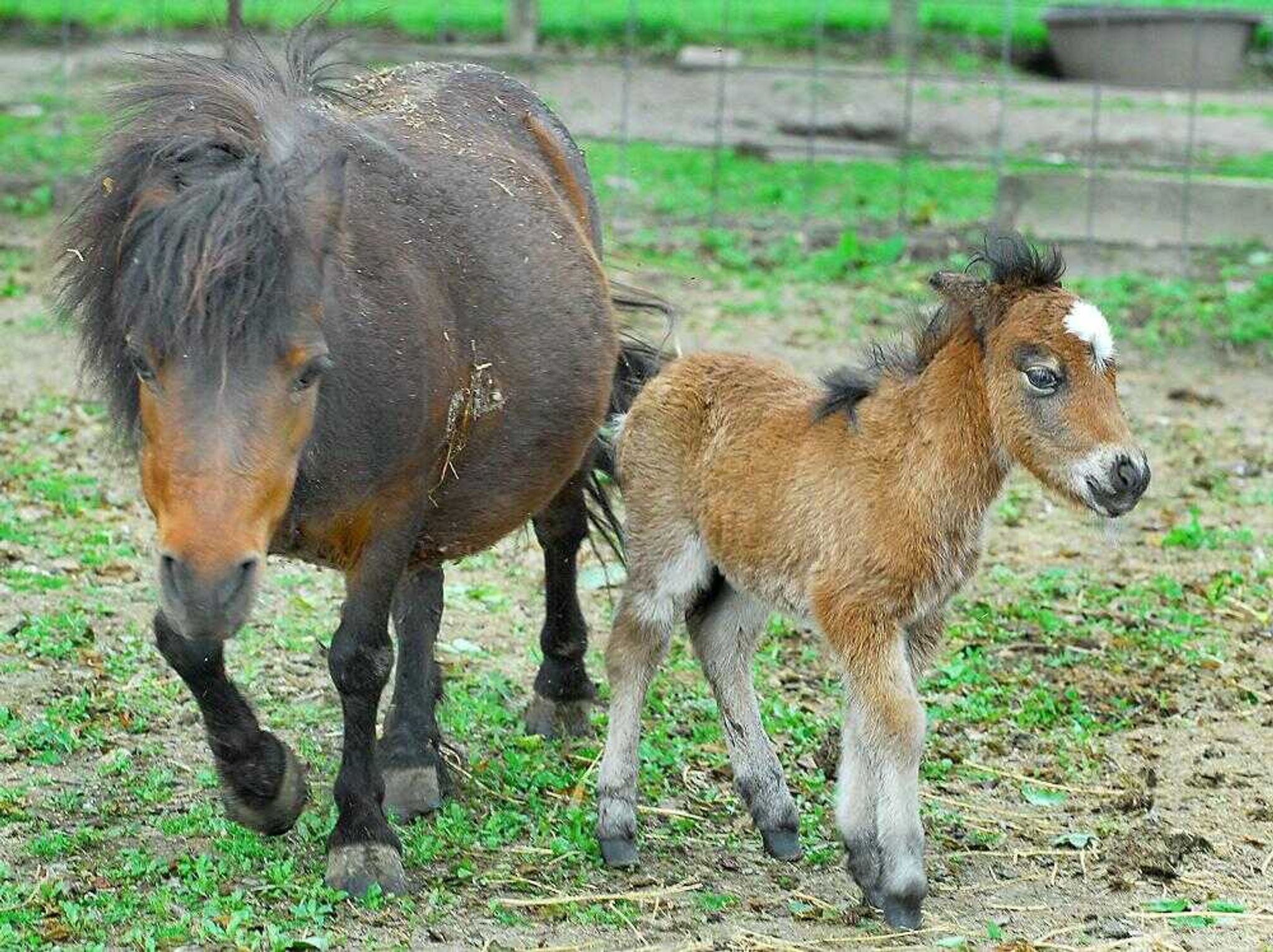 Clarence Shirrell's miniature horse walked with her foal, which was born less than 24 hours earlier, on Thursday.