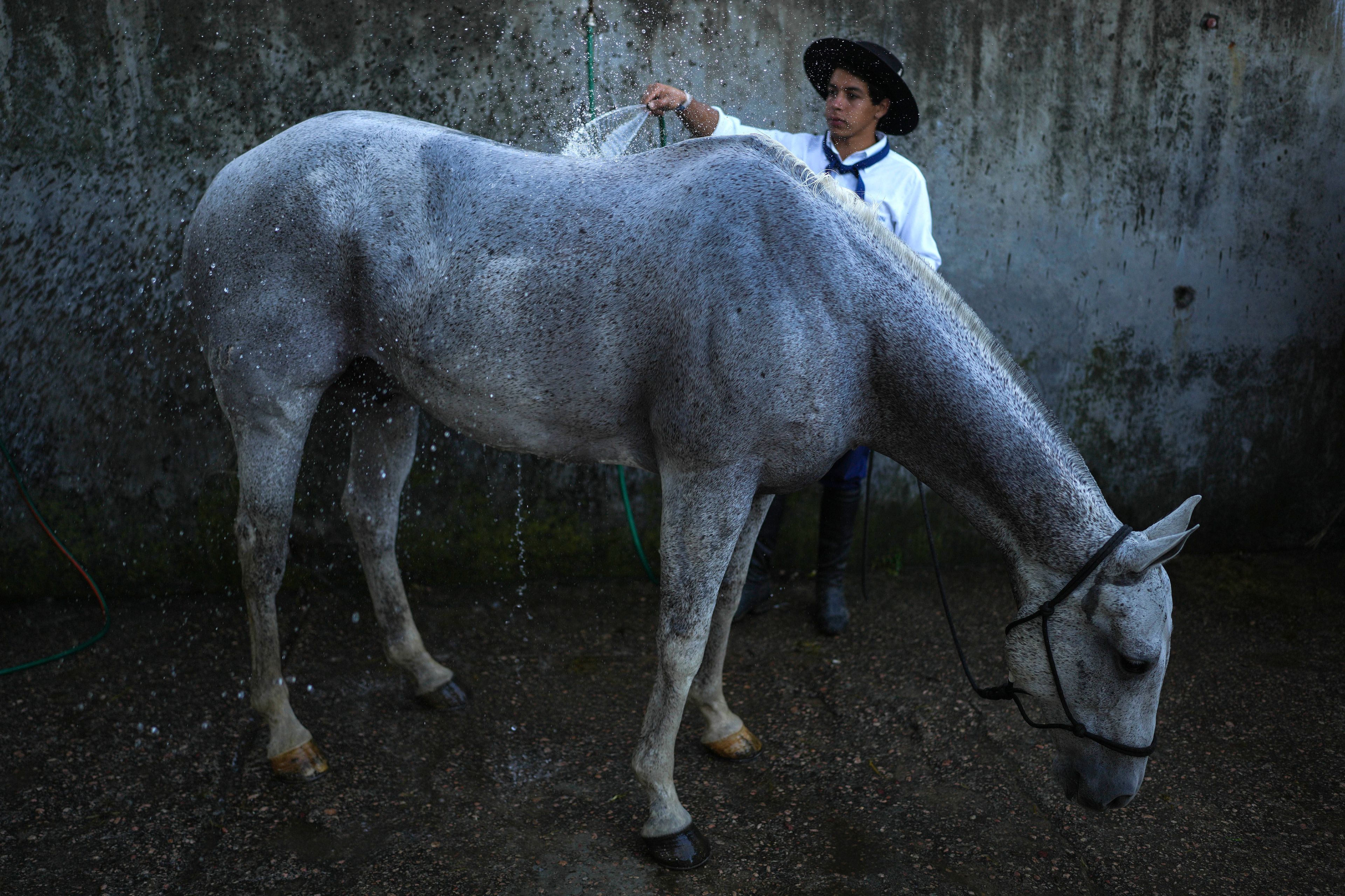 A gaucho, or South American cowboy, bathes a horse during the Criolla Week rodeo festival, in Montevideo, Uruguay, on March 26, 2024. (AP Photo/Matilde Campodonico)